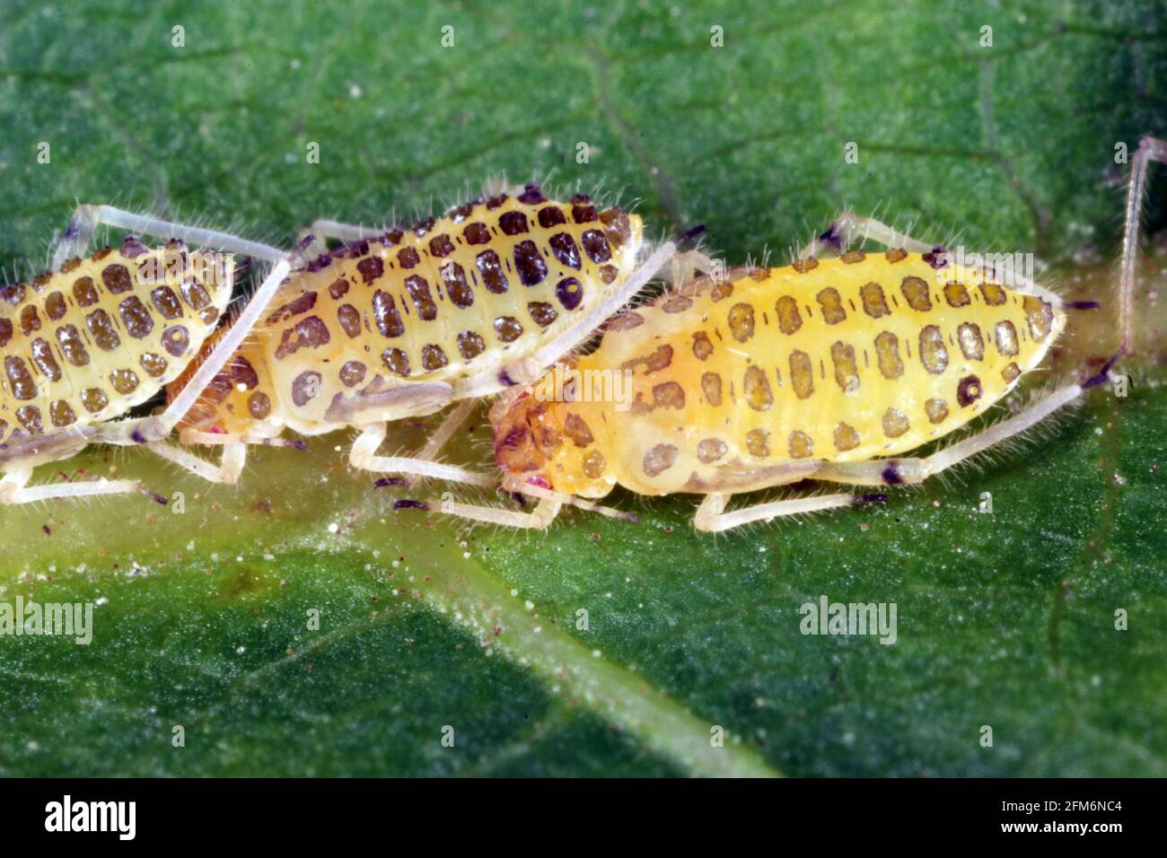 Large walnut aphid (Panaphis juglandis) on the upper side of leaf of walnut (Juglans regia) nymphs and adults. Stock Photo
