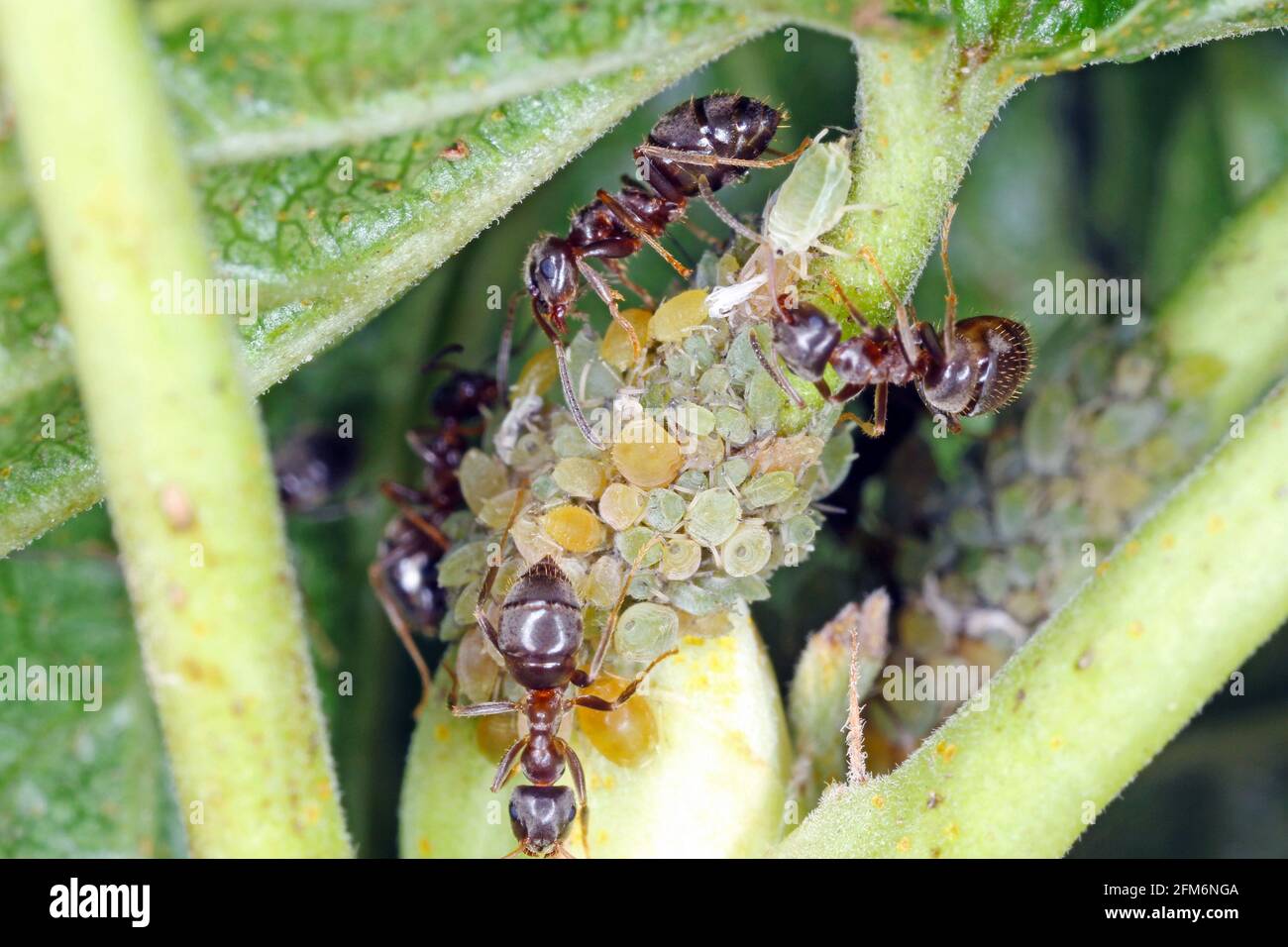 Colony of Blackcurrant aphid (Aphis schneideri) on the stem of blackcurrant. It is important pest of this plant. Stock Photo