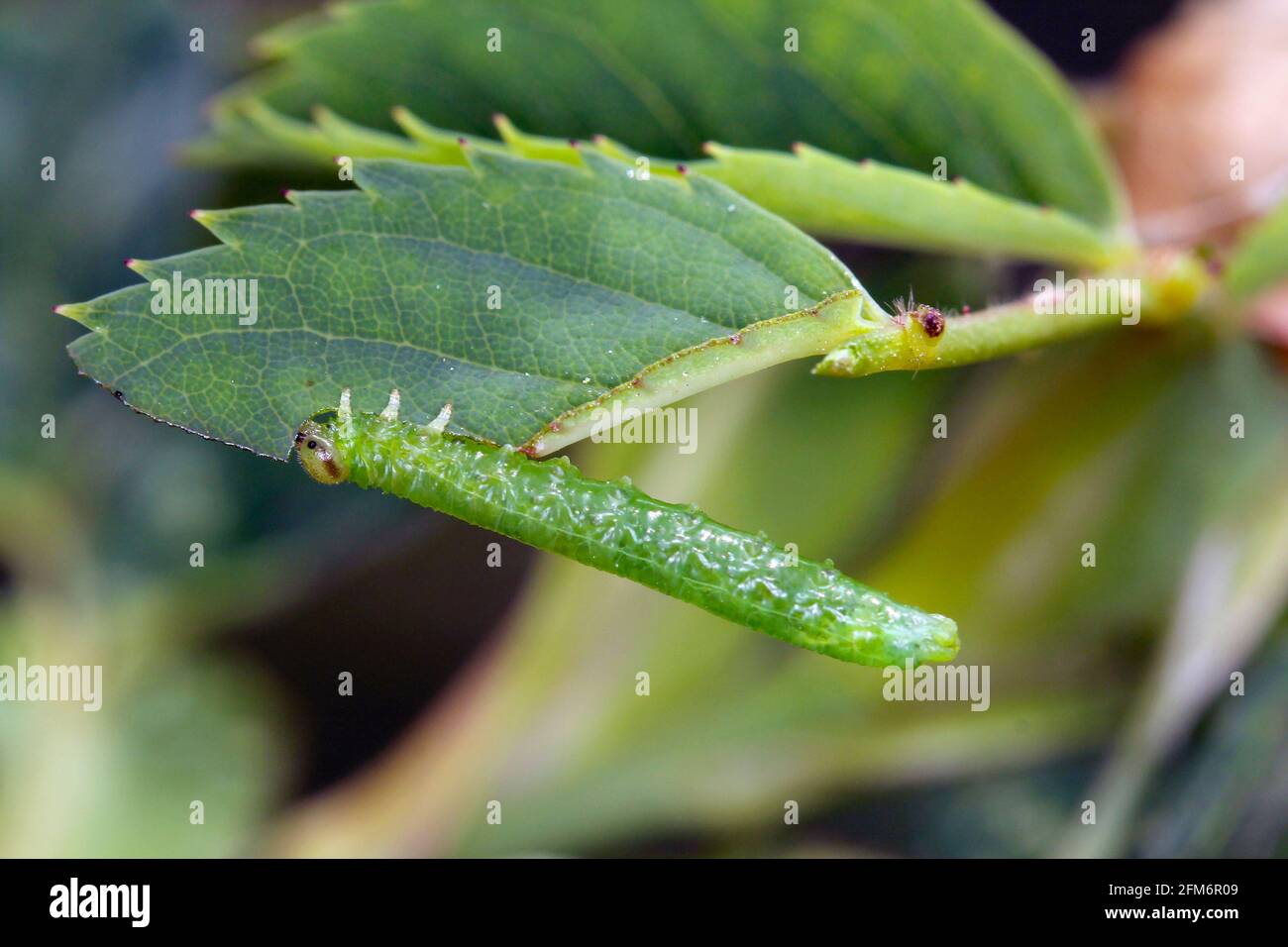 Sawfly larva eating a rose leaf. Stock Photo