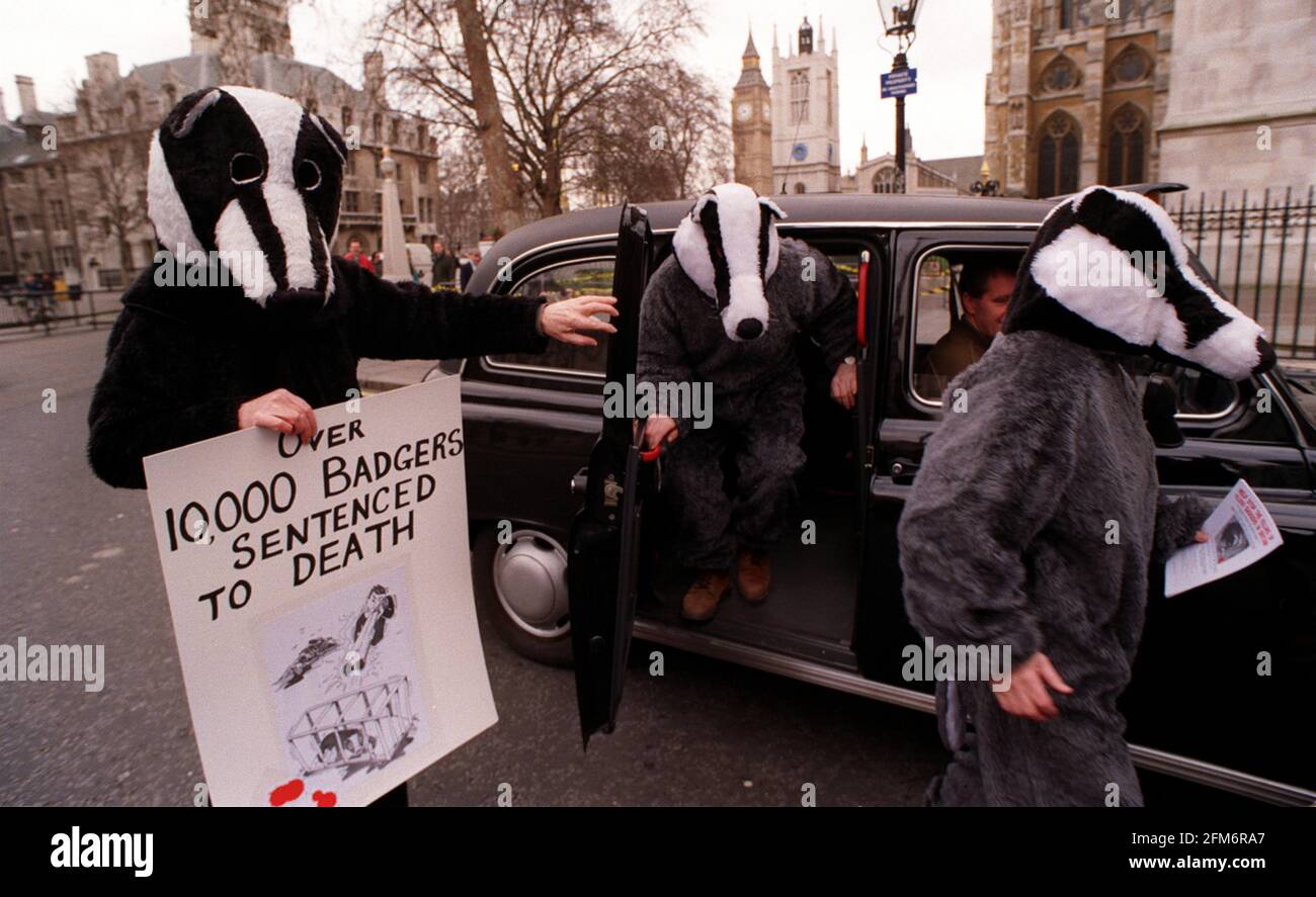 Demonstrators from  National Federation of Badgers 1998 arrive at the House of Commons at Westminster to lobby MPs against plansd to cull 10000 badgers Stock Photo