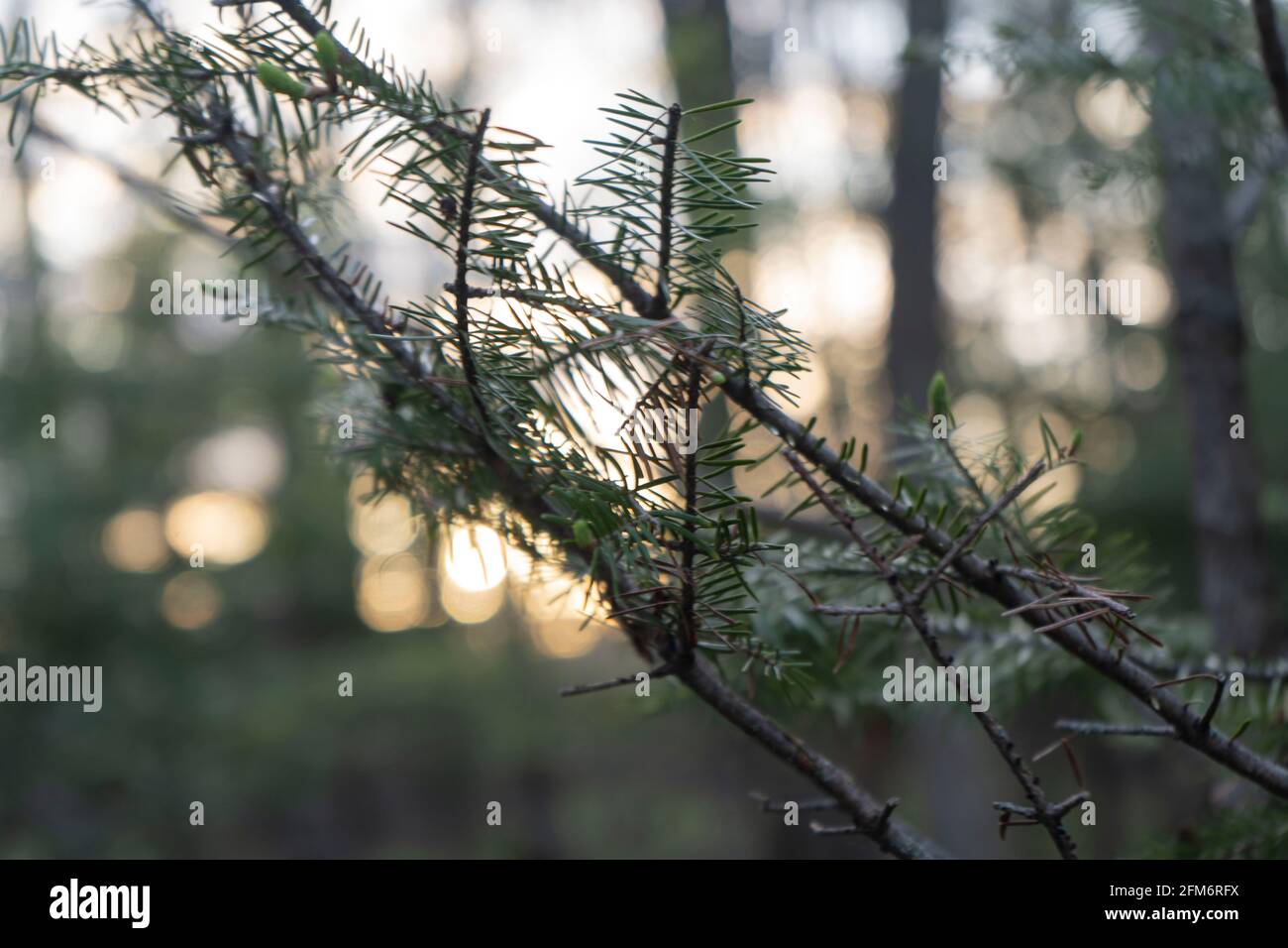 Macro close up image of pine tree branch during sunset Stock Photo