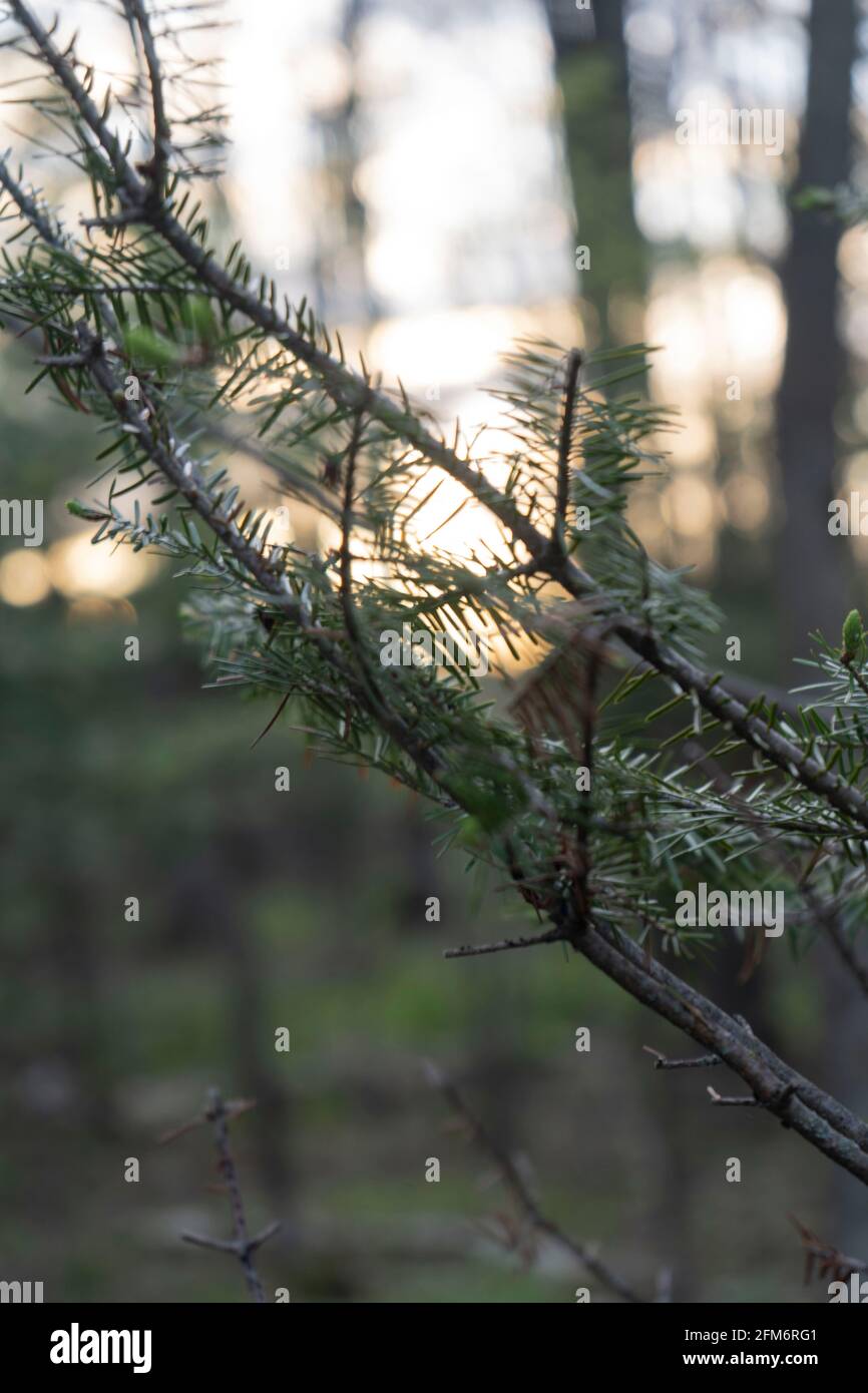 Macro close up image of pine tree branch during sunset Stock Photo