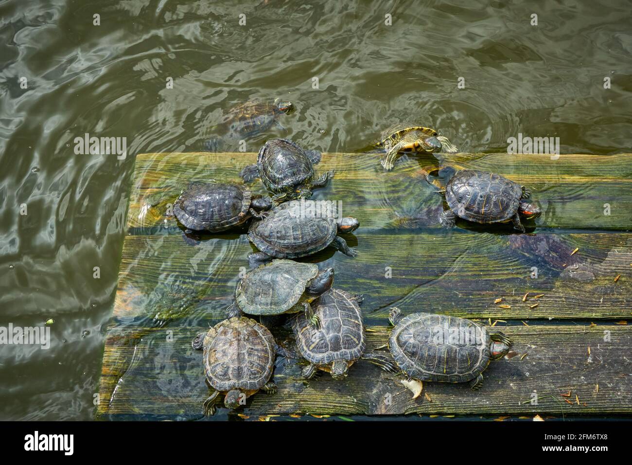 View of Large group turtles bask hi-res stock photography and images - Alamy