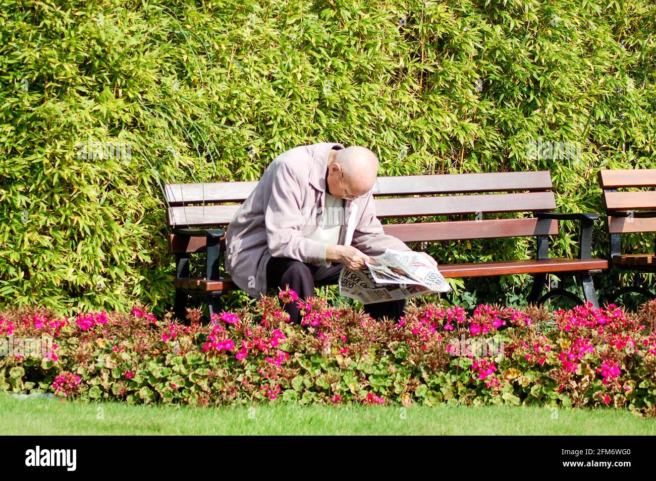 Man on bench reading a news paper in Jersey channel islands red flowers  Stock Photo - Alamy
