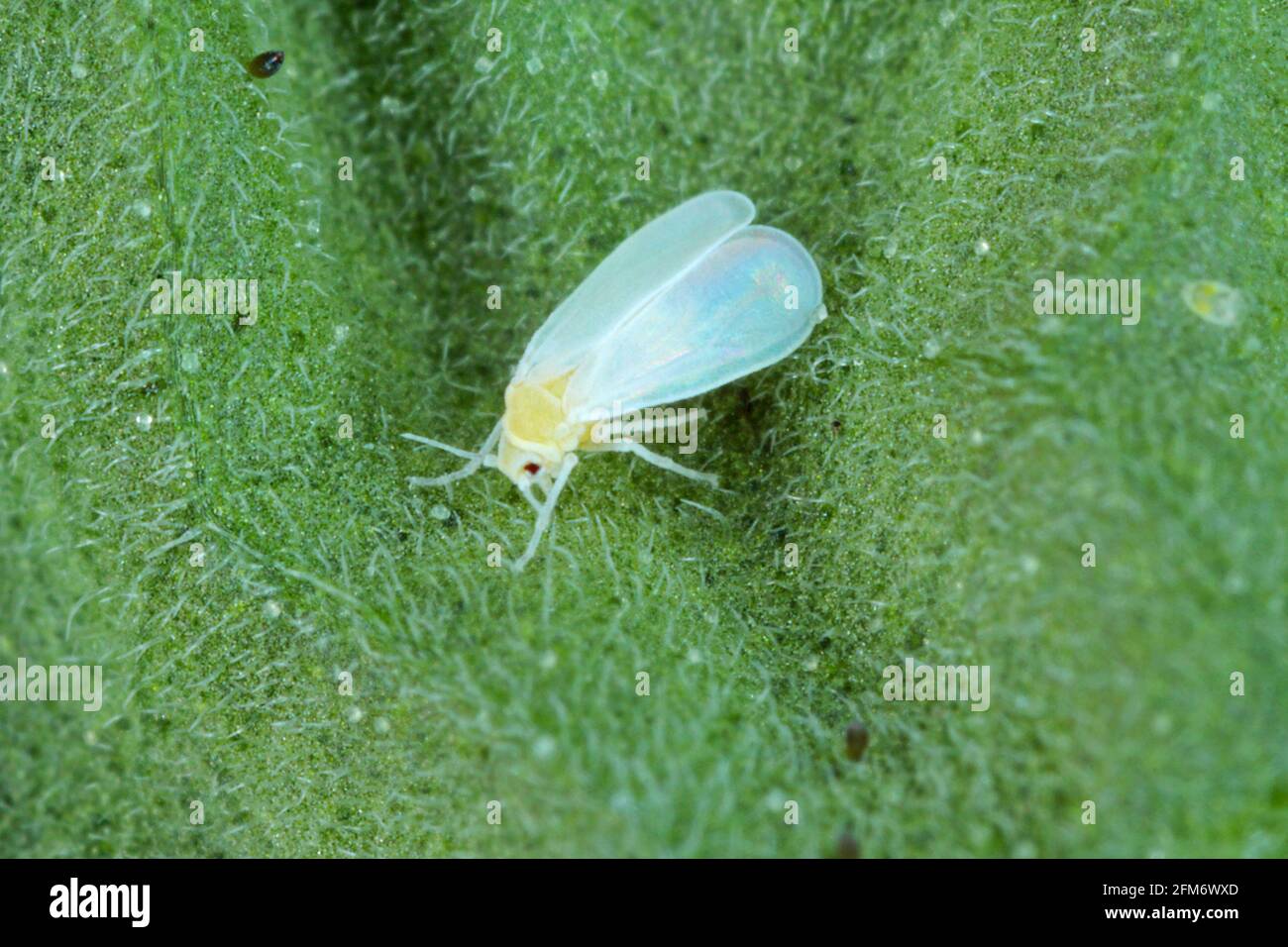 The glasshouse whitefly or greenhouse whitefly - Trialeurodes vaporariorum. It is important pest of many plants. Stock Photo