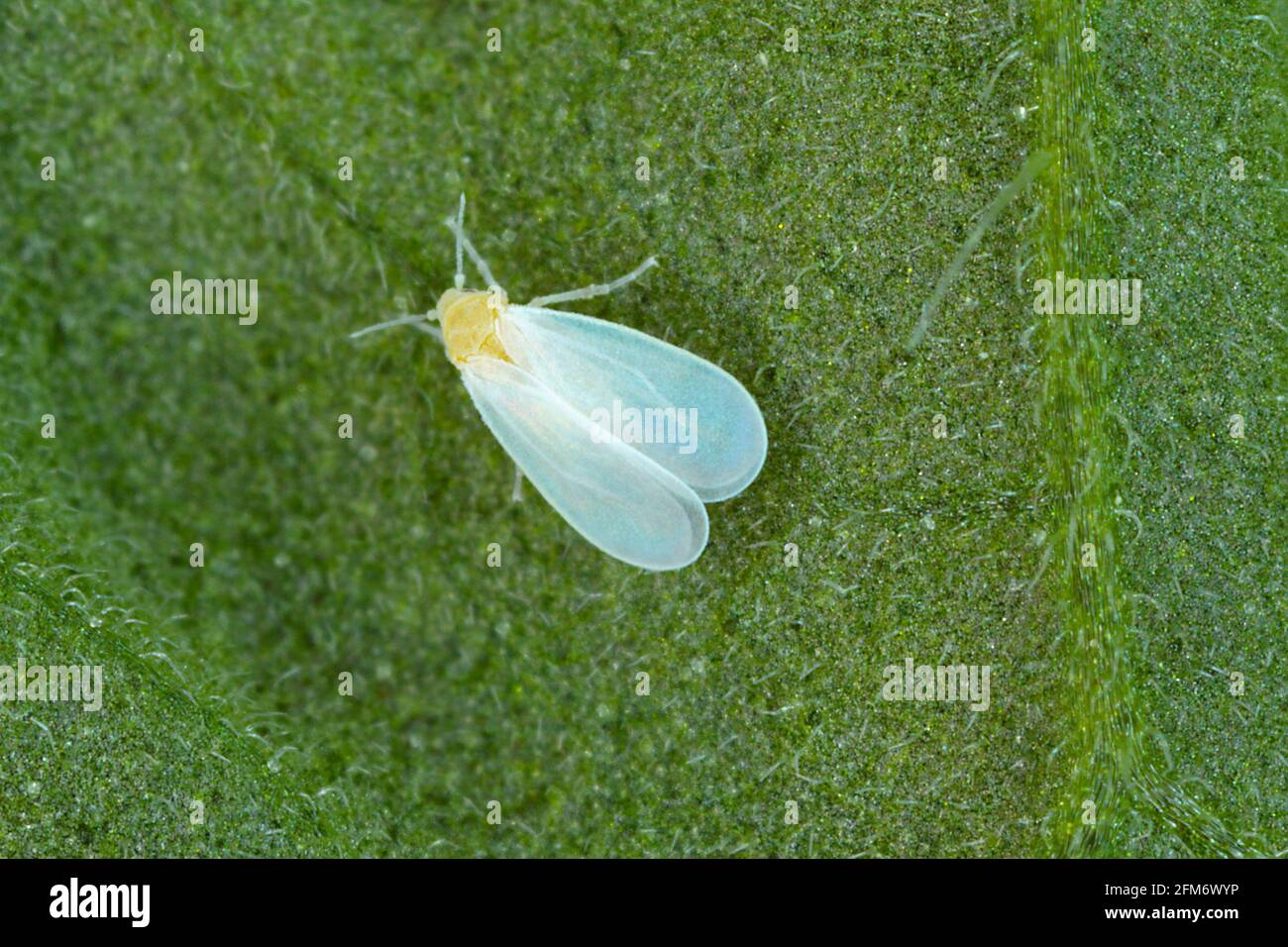 The glasshouse whitefly or greenhouse whitefly - Trialeurodes vaporariorum. It is important pest of many plants. Stock Photo