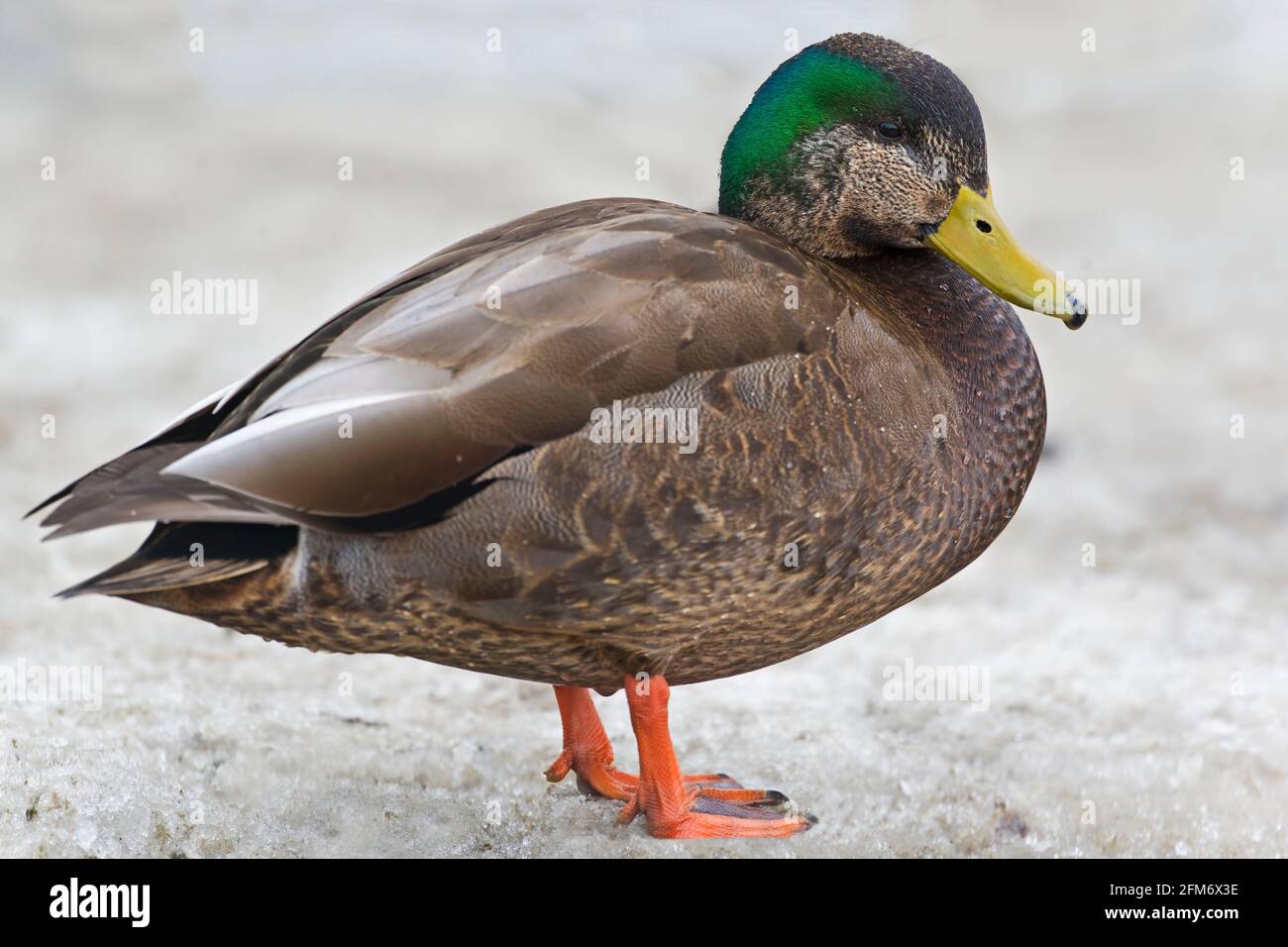 A Mallard, Anas platyrhynchos, and American Black Duck, Anas rubripes hybrid Stock Photo