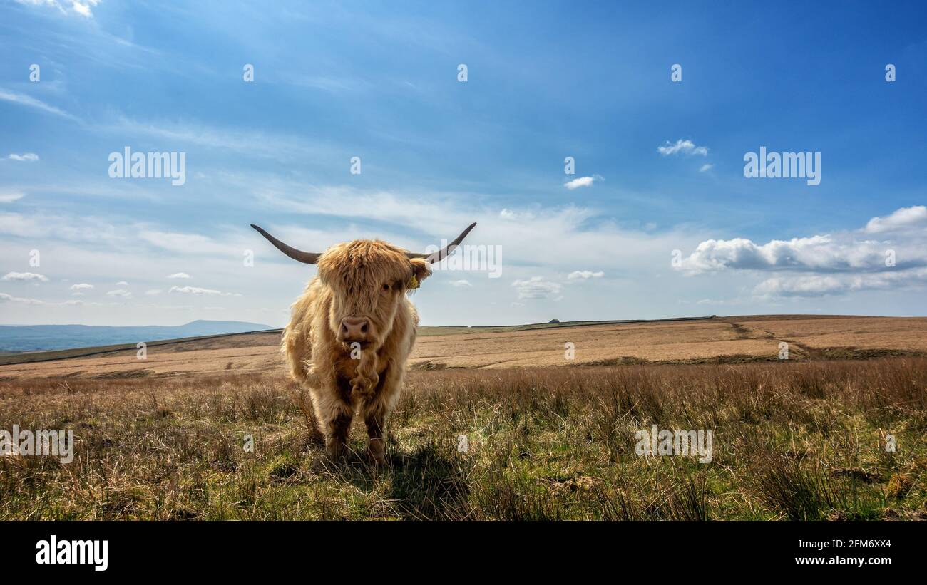 UK landscape: Cute highland cow, looking at camera, grazes on rough moorland pastures beside a country lane between Airton and Settle in England's Yor Stock Photo