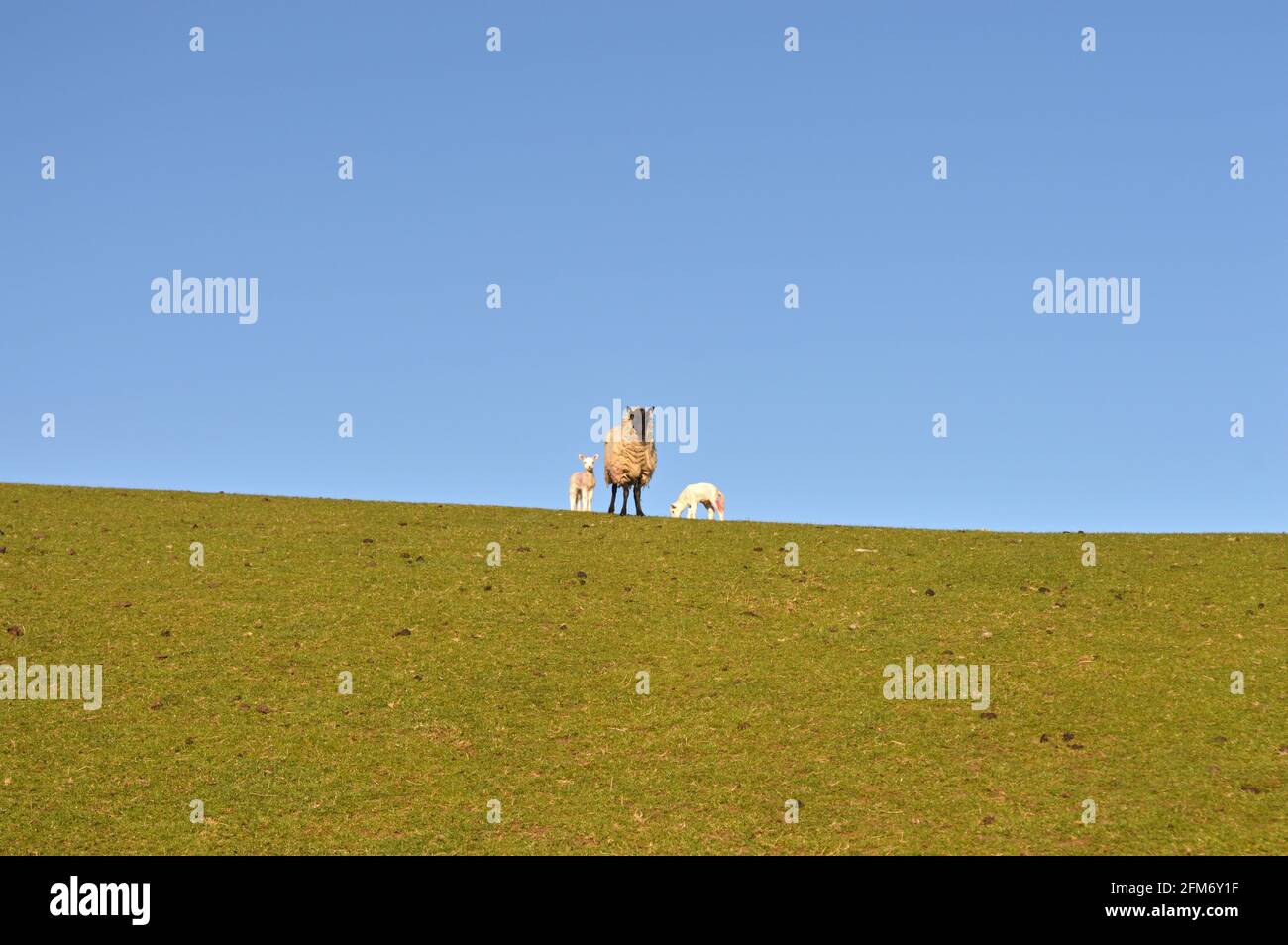 Sheep on Cardington Moor, Shropshire Stock Photo