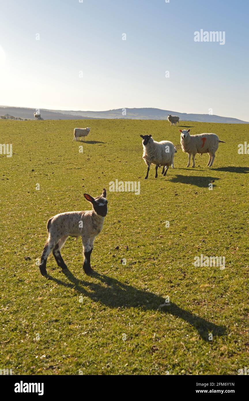 Sheep on Cardington Moor, Shropshire Stock Photo