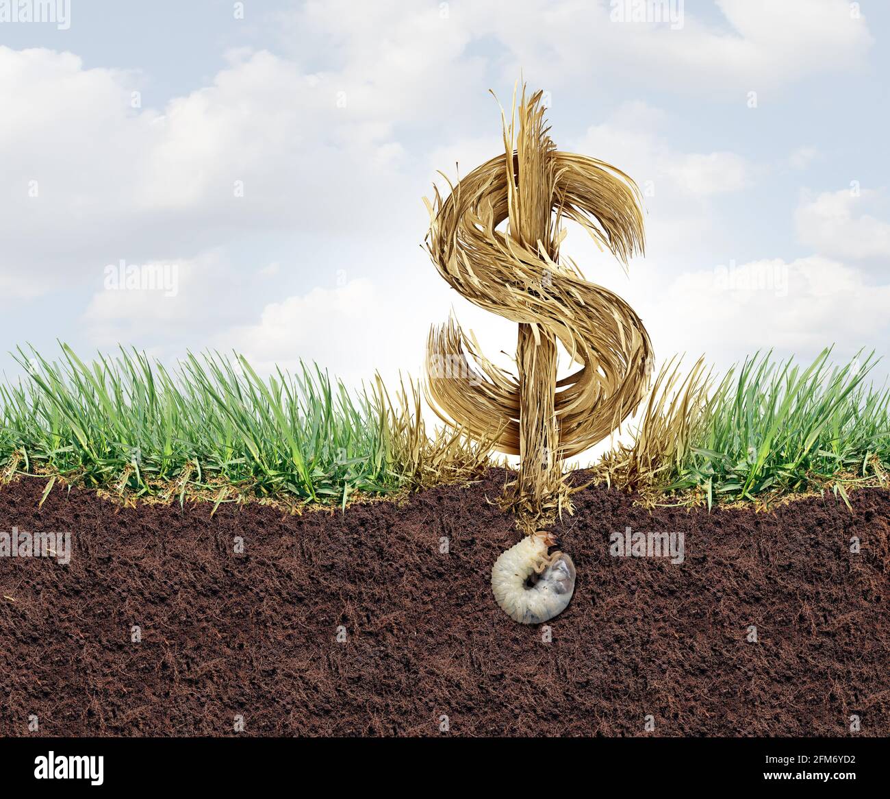 Lawn Health cost and grub damage expense as chinch larva damaging grass roots causing a brown patch disease in the turf as a composite image. Stock Photo