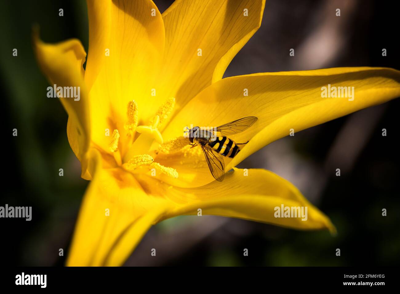 Uk wildlife: Hoverfly drinking nectar from a yellow tulip whilst pollinating in spring, Yorkshire wildlife: Hoverfly drinking nectar from a yellow tul Stock Photo