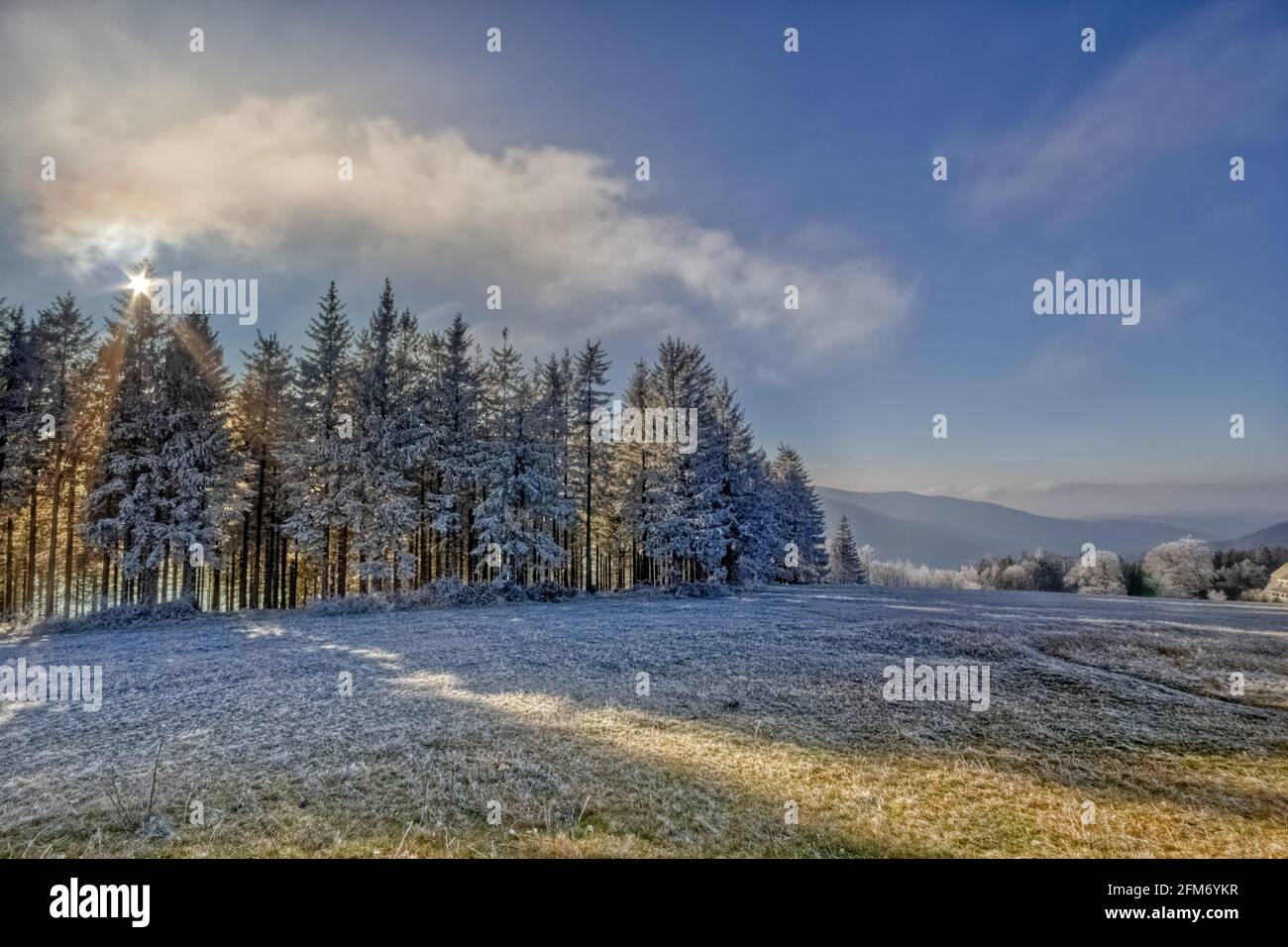 Grove with frozen trees in front of the Kandel Mountain, viewed from the Brendturm plateau in the Black Forest, Southwest Germany Stock Photo