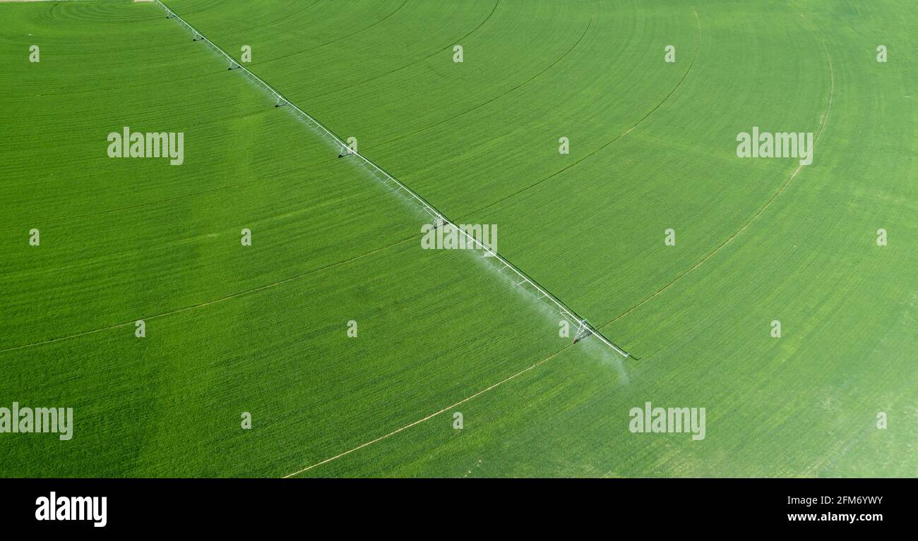 crop being watered by a sprinkler Stock Photo