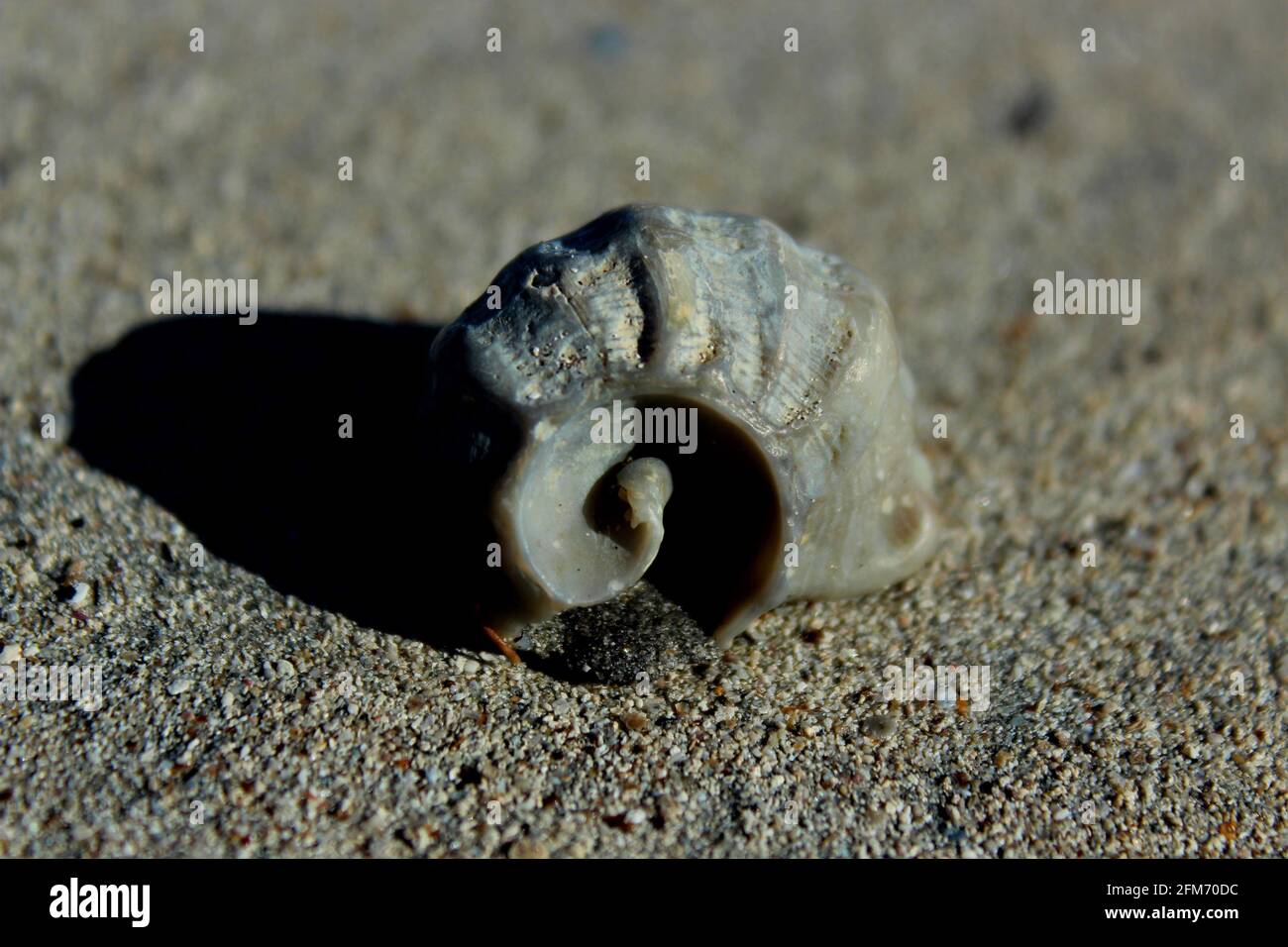 Seashell on the beach Stock Photo Alamy