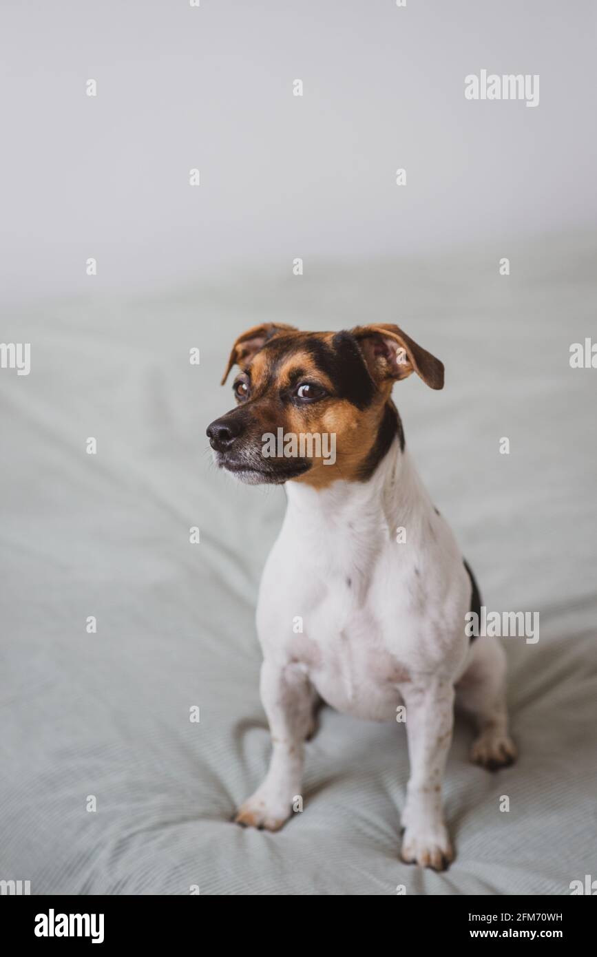 Why Do Jack Russells Stare At You