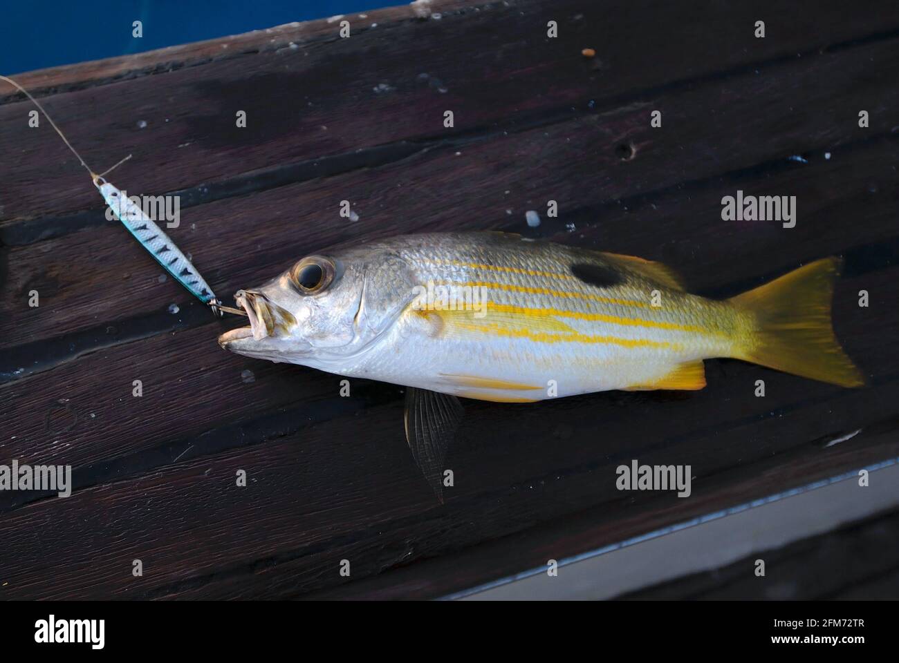 Dory Snapper (Lutjanus fulviflamma) on deck of a ship caught by sportfisher with a lure Stock Photo