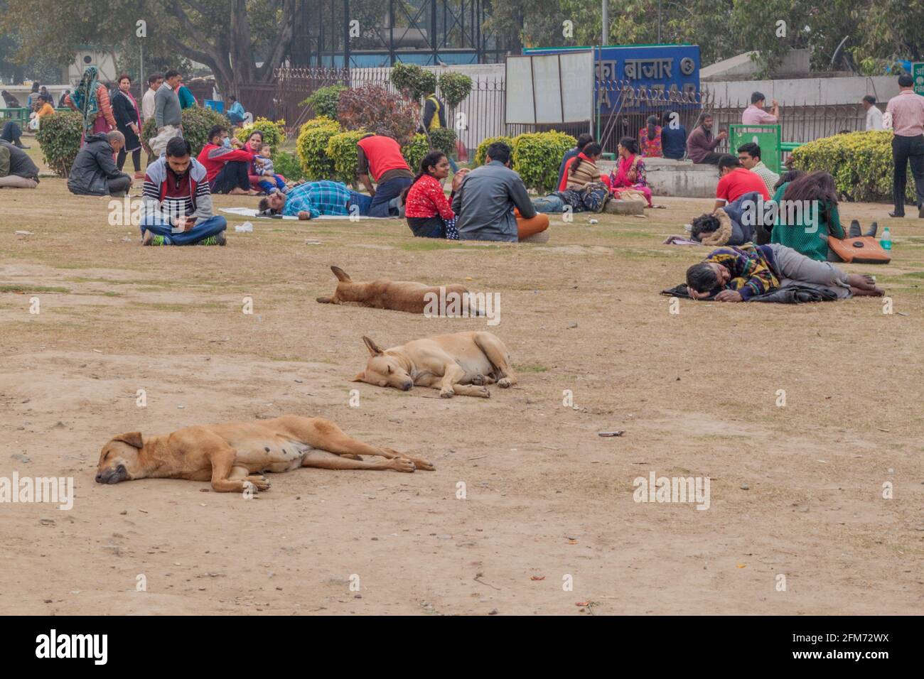 DELHI, INDIA - JANUARY 24, 2017: Street dogs at the central park at Connaught Place in Delhi. Stock Photo