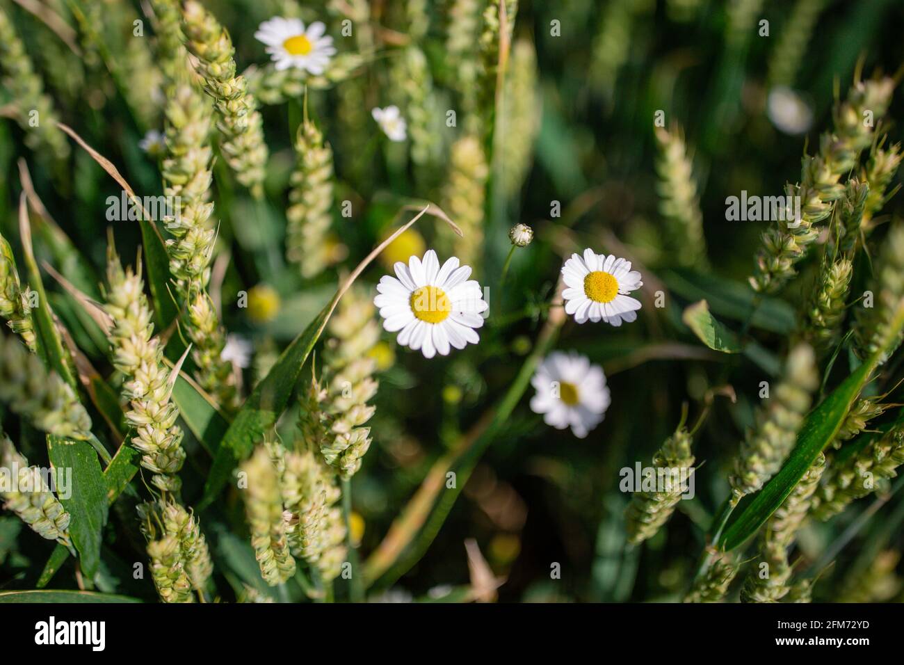 Common wheat close up with flowers Stock Photo Alamy
