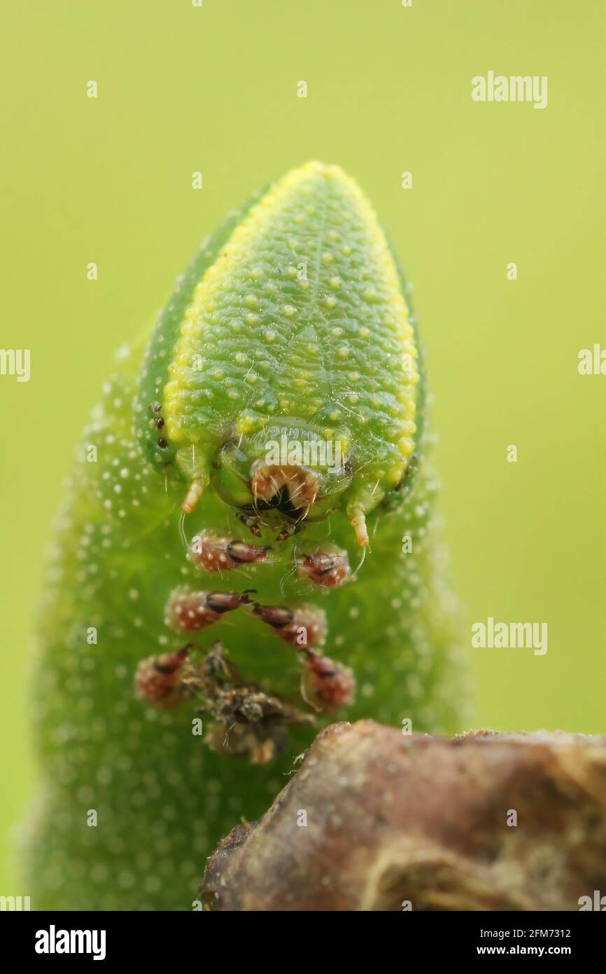 Unusual caterpillar hi-res stock photography and images - Page 2 - Alamy
