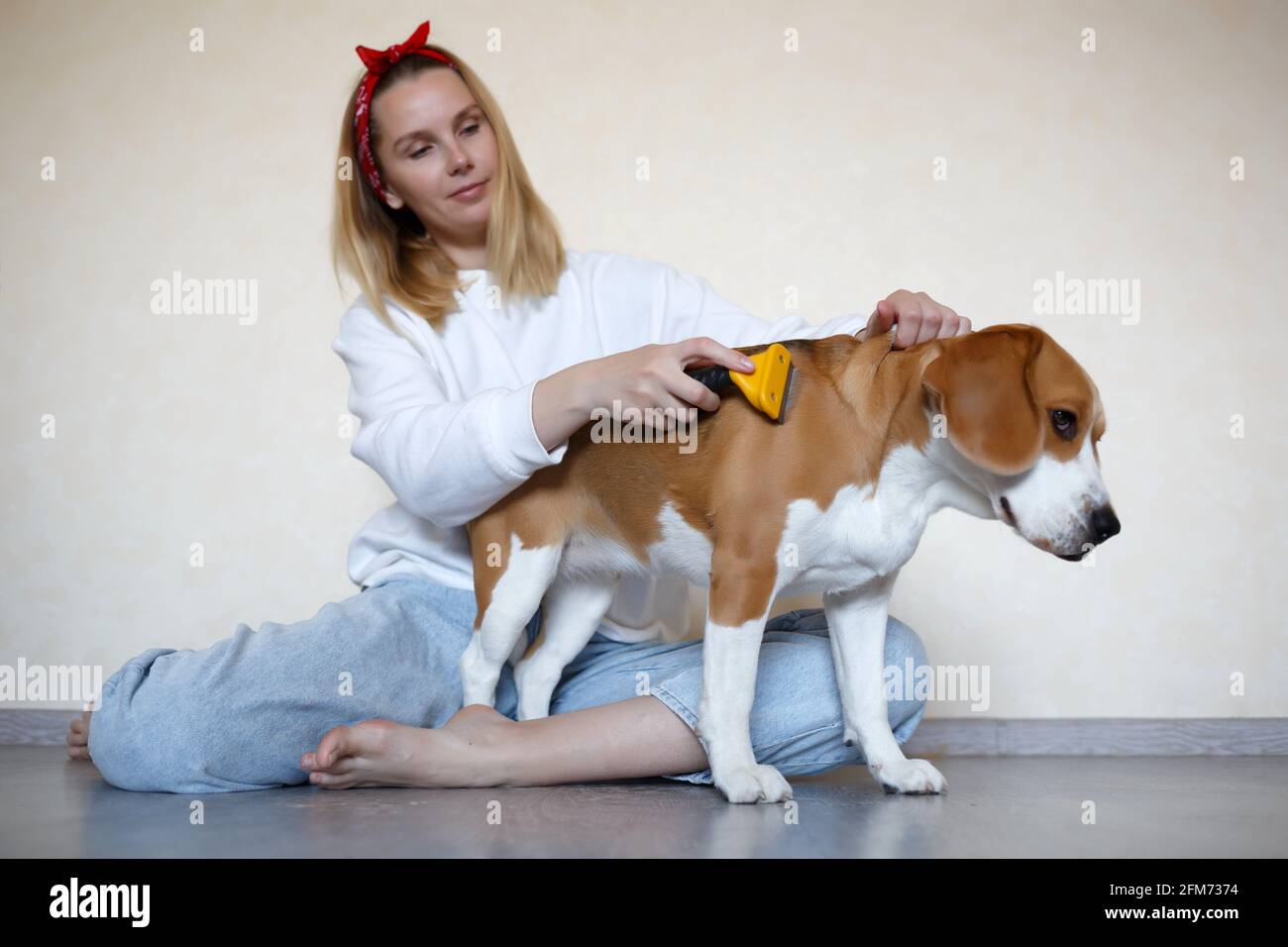 beagle grooming