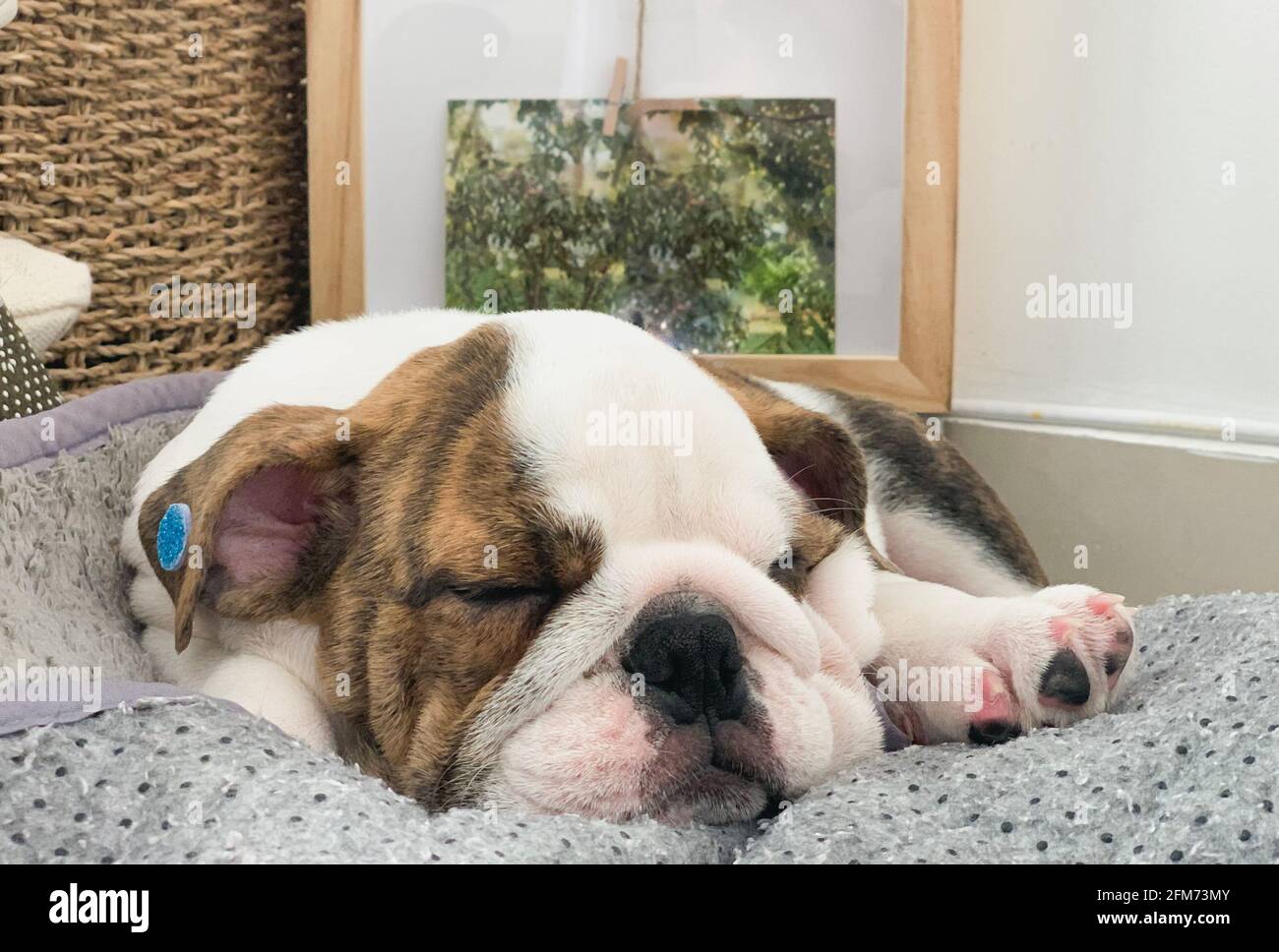 How Long Does A Bulldog Puppy Sleep