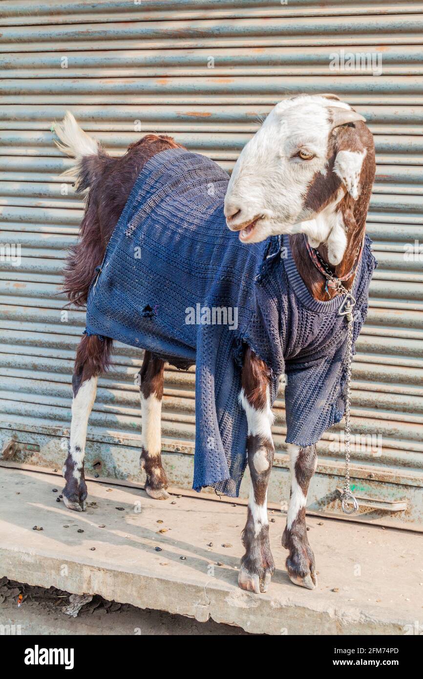 Goat dress hi res stock photography and images Alamy