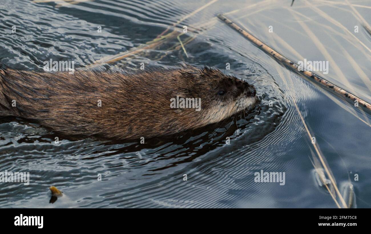 A muskrat, a semi-aquatic rodent, near a log in the wetlands at the Clifford E. Lee Nature Sanctuary in Devon, Alberta. Stock Photo