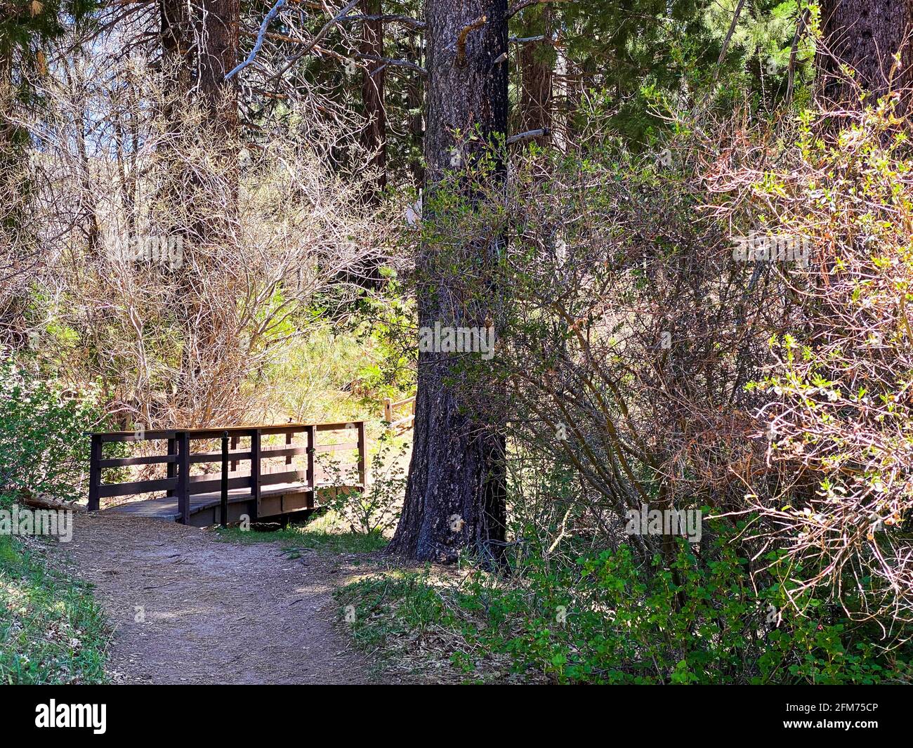 hiking trail walking path with brook creek stream wooded bridge and lush foliage landscape nature background Stock Photo