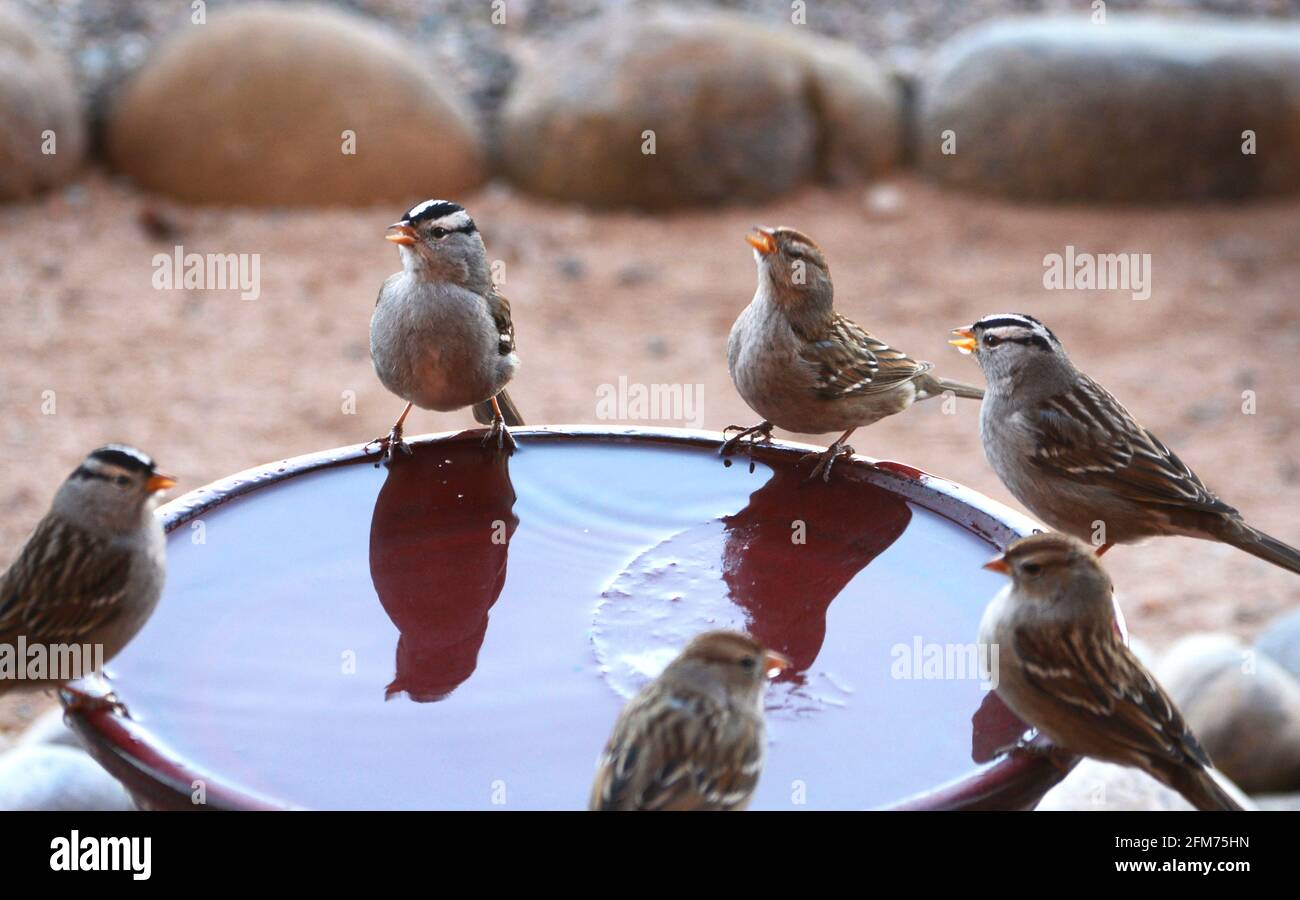 Crownhead hires stock photography and images Alamy