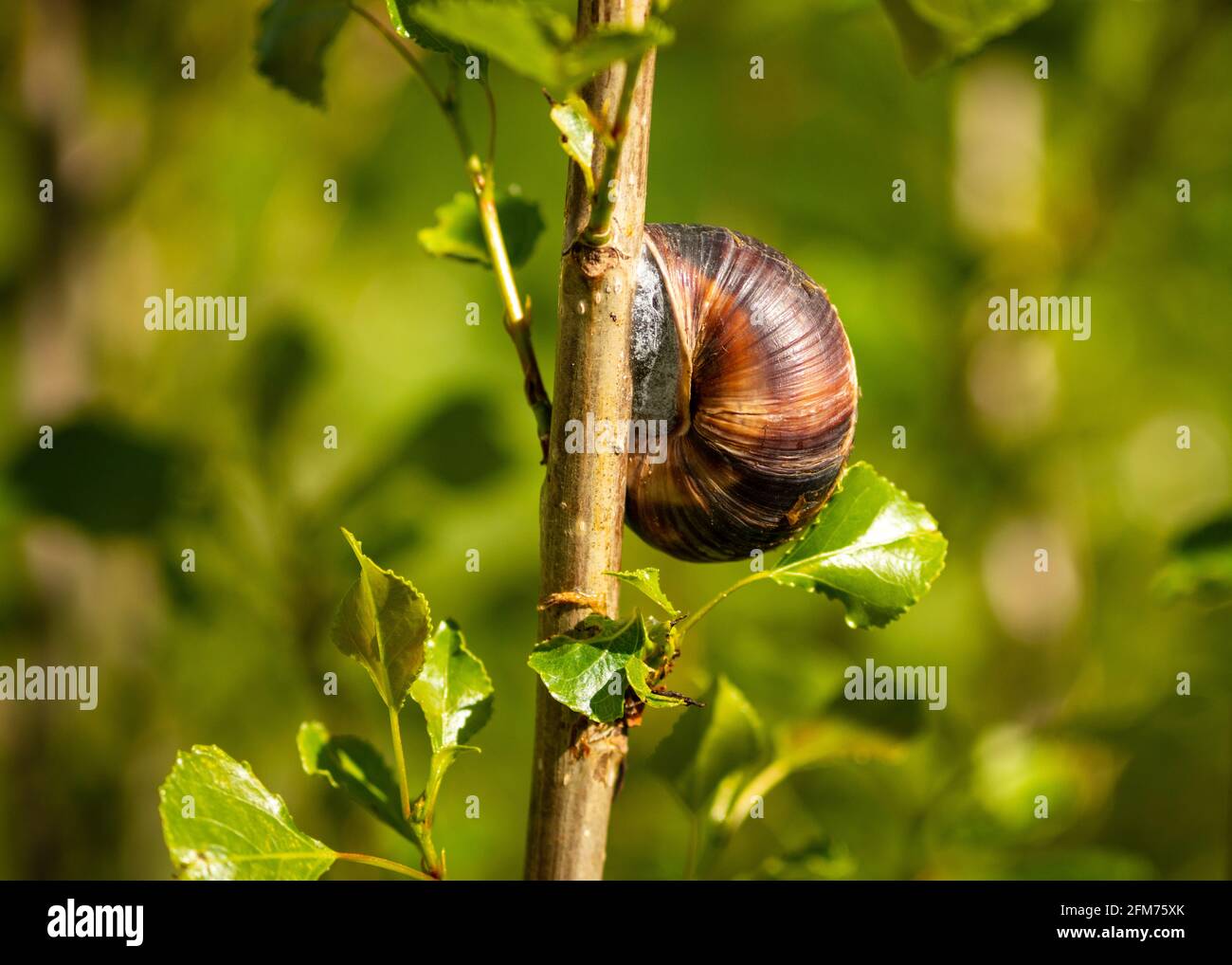 Close up view of sealed sleeping Brown Garden Snail or Cornu Aspersum aestivating on young Black Poplar tree or Populus nigra on dry hot summer day Stock Photo