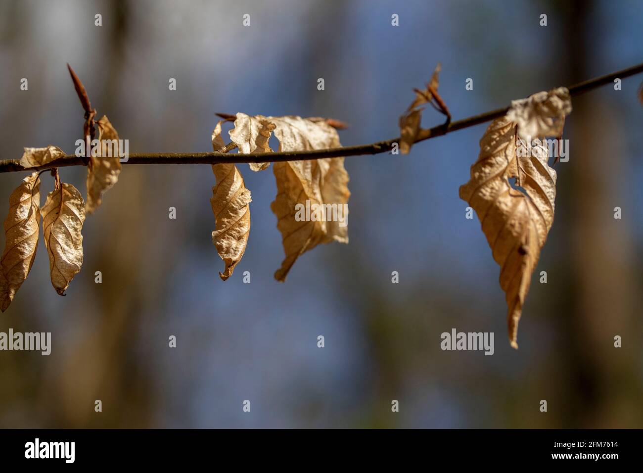 Natural macro abstract of curled up dried leaves still hanging on, brightly lit with out of focus background Stock Photo
