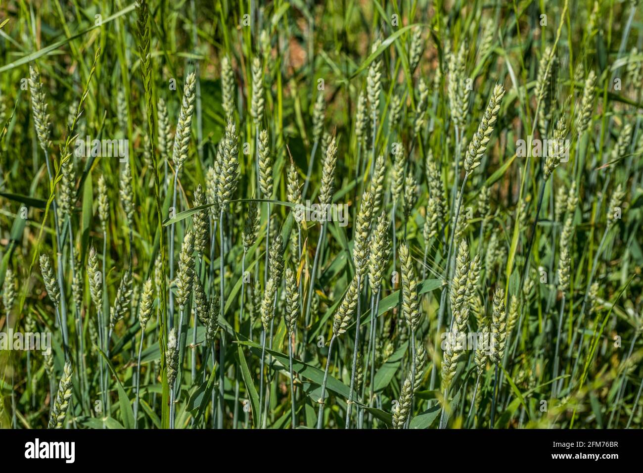 Unopened seed heads on the newly growth tall grasses in the field on a sunny day in springtime closeup Stock Photo