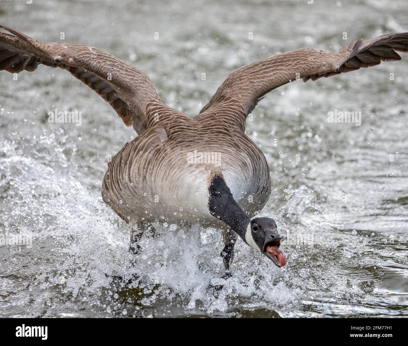 Canada goose wings hi-res stock photography and images - Alamy