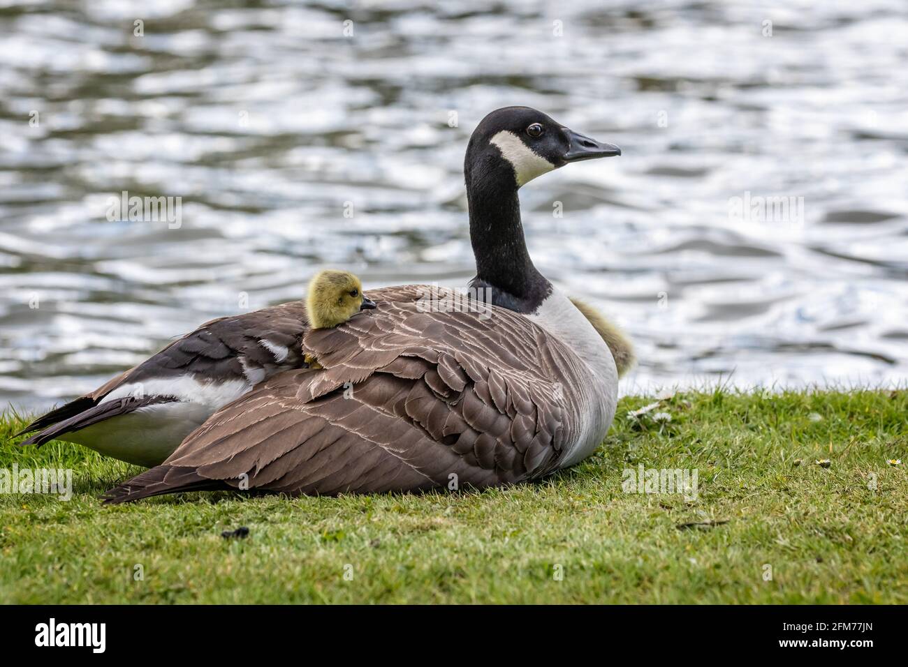 Cute Baby Canada goose with head sticking out from under wings of the mother where it is sheltering Stock Photo