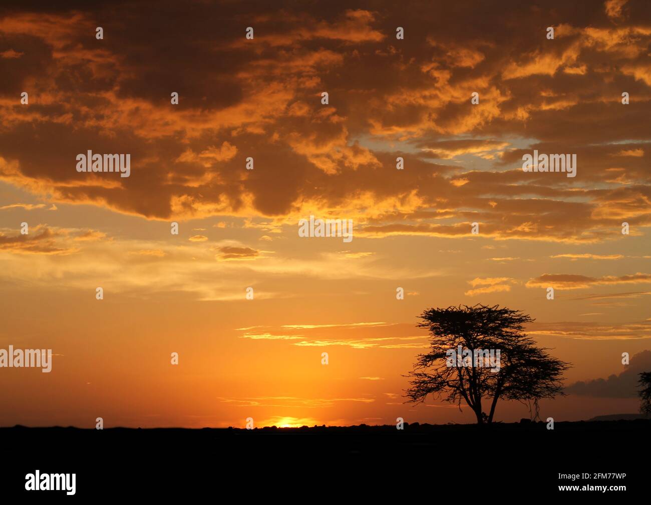 Maasai mara kenya landscape sunset hi-res stock photography and images ...
