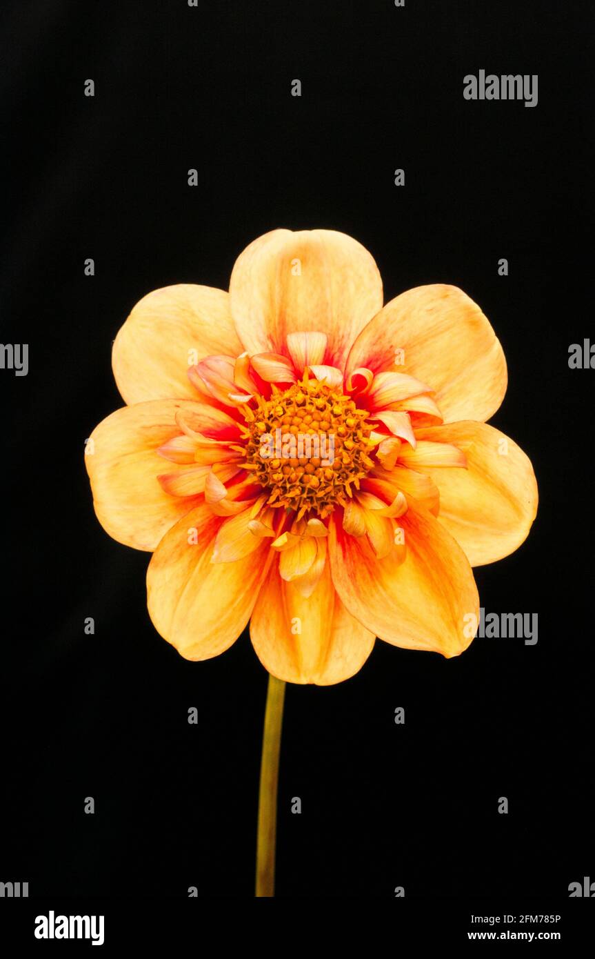 Close up of Dahlia Gor Blimey set against a black background a collerette dahlia that has red & yellow flowers in summer & autumn and is half hardy Stock Photo