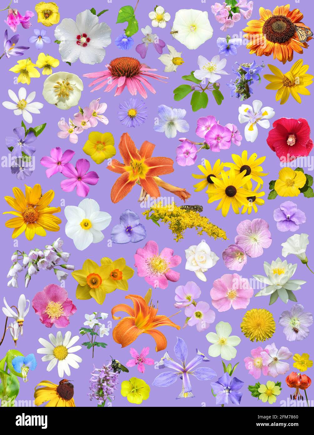 Nature Collage of a Variety of Flowers On Solid Color Background Including  Daisies, Hibiscus, Sunflowers, Lilies, Daffodils, Roses, Violets, and More  Stock Photo - Alamy