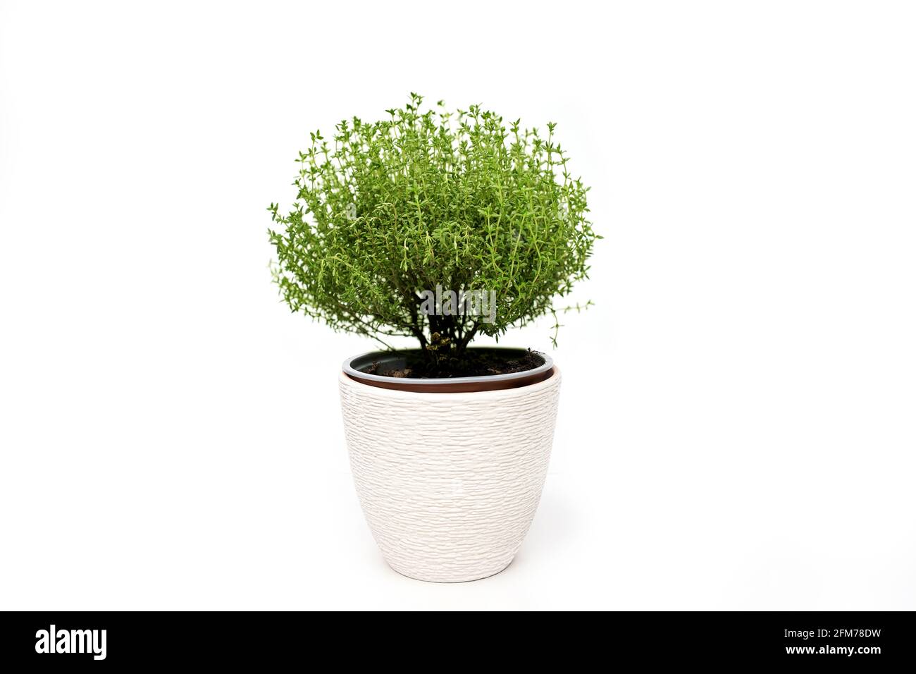 Green thyme plant growing on white background isolated Stock Photo Alamy