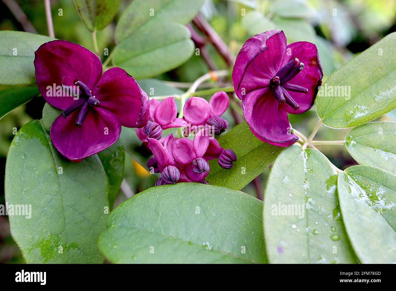 Akebia quinata Chocolate vine – scented purple cup-shaped flowers with thick sepals,  May, England, UK Stock Photo