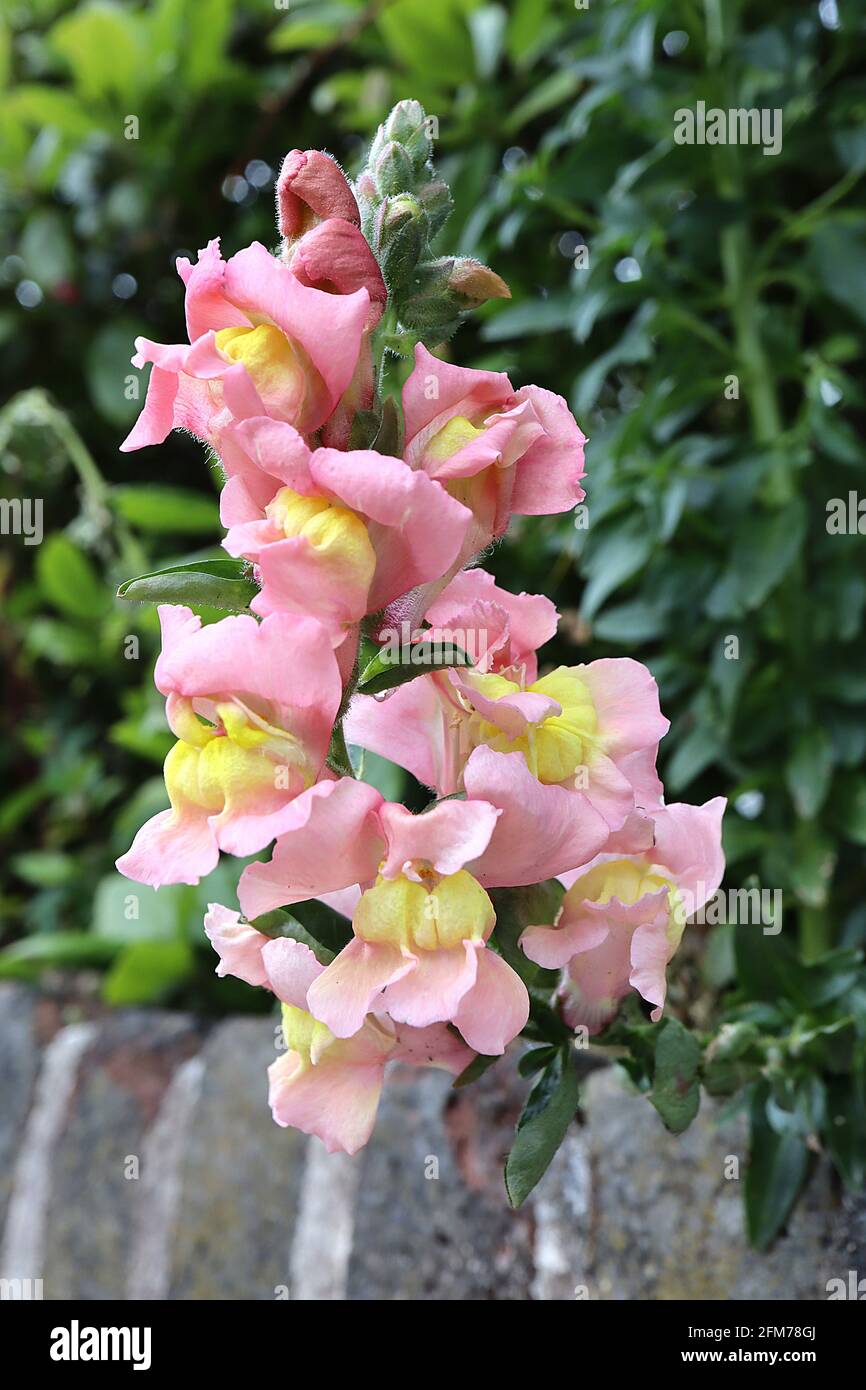 Antirrhinum majus ‘Snaptini Peach’ Snapdragon Snaptastic Peach – peachy pink flowers with hinge style mouth in loose racemes,  May, England, UK Stock Photo