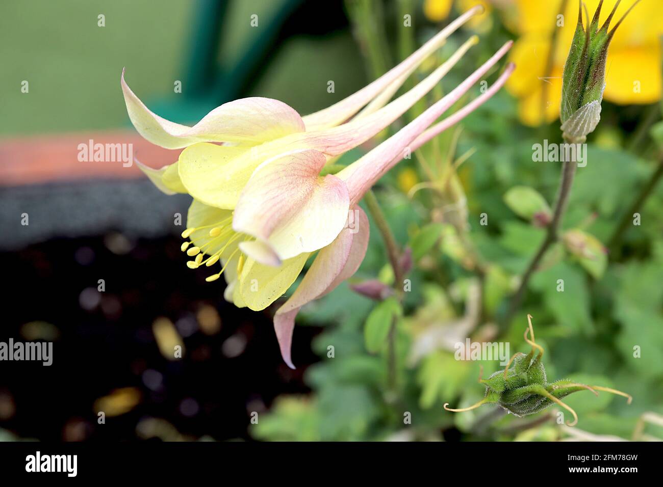 Aquilegia vulgaris McKana Hybrid Columbine / Granny’s bonnet McKana Hybrid – pale yellow flower with long straight spurs, May, England, UK Stock Photo