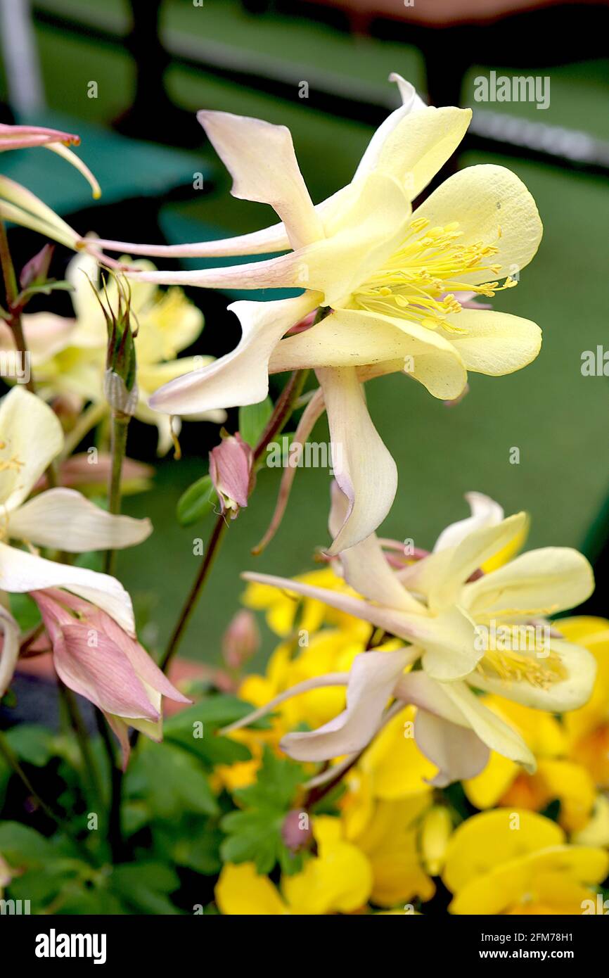 Aquilegia vulgaris McKana Hybrid Columbine / Granny’s bonnet McKana Hybrid – pale yellow flower with long straight spurs,  May, England, UK Stock Photo