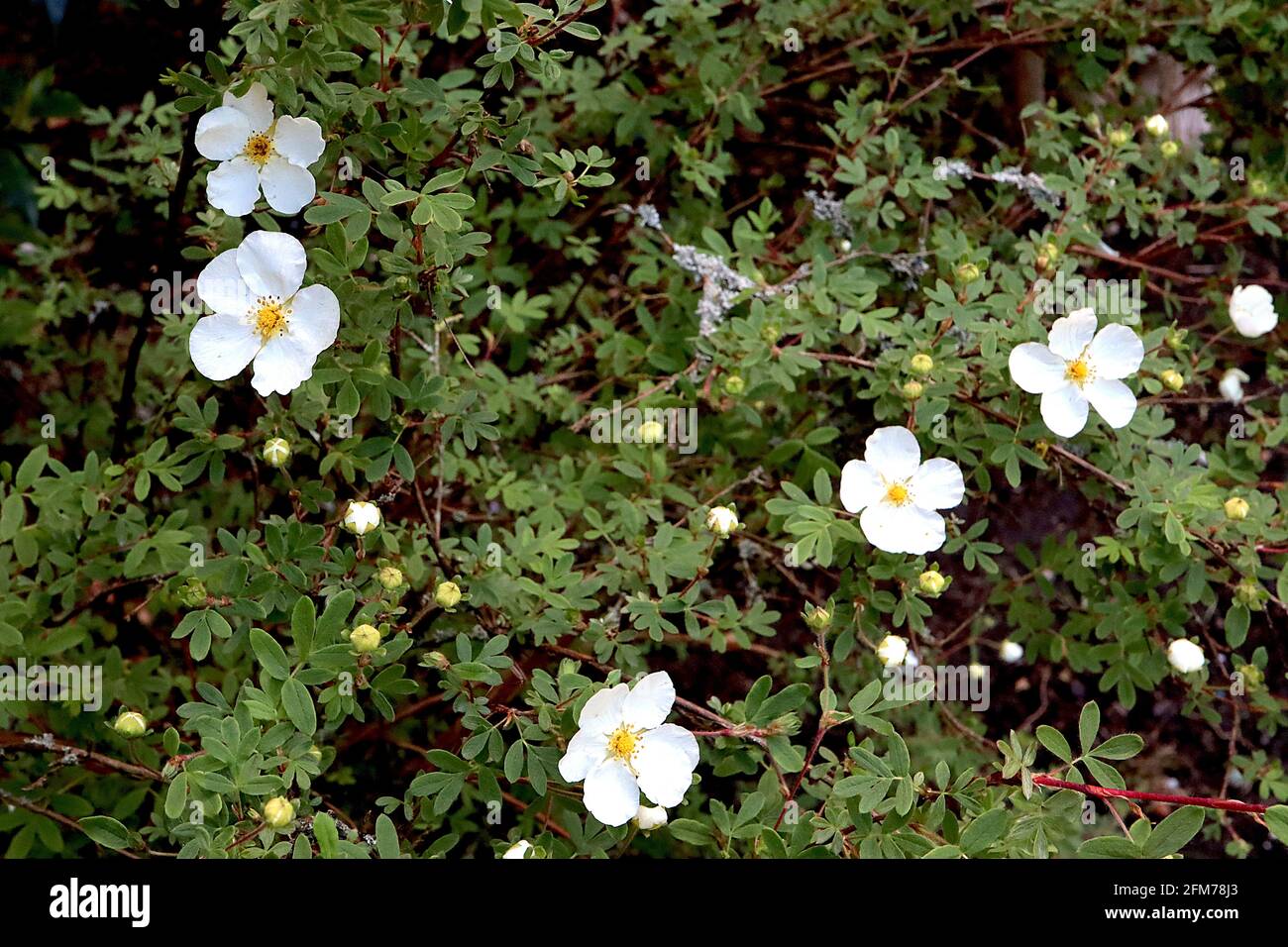 Cistus x obtusifolius ‘Thrive’ rock rose Thrive – white flowers and small dark green leaves,  May, England, UK Stock Photo