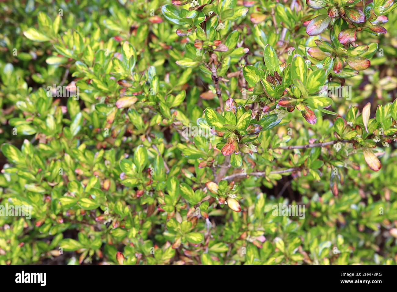 Coprosma repens ‘Lemon and Lime’ Looking-glass plant Lemon and Lime – multi-coloured small shiny ovate leaves,  May, England, UK Stock Photo