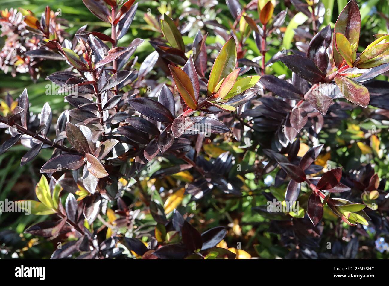 Hebe ‘Midnight Sky’ or ‘Lowten’ Shrubby Veronica – shrub with columns of black and green leaves,  May, England, UK Stock Photo