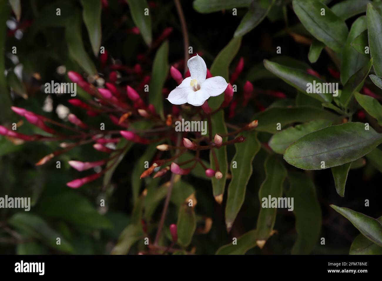 Jasminum officinale ‘Inverleith’ Jasmine Inverleith – scented small white flowers and dark pink flower buds,  May, England, UK Stock Photo