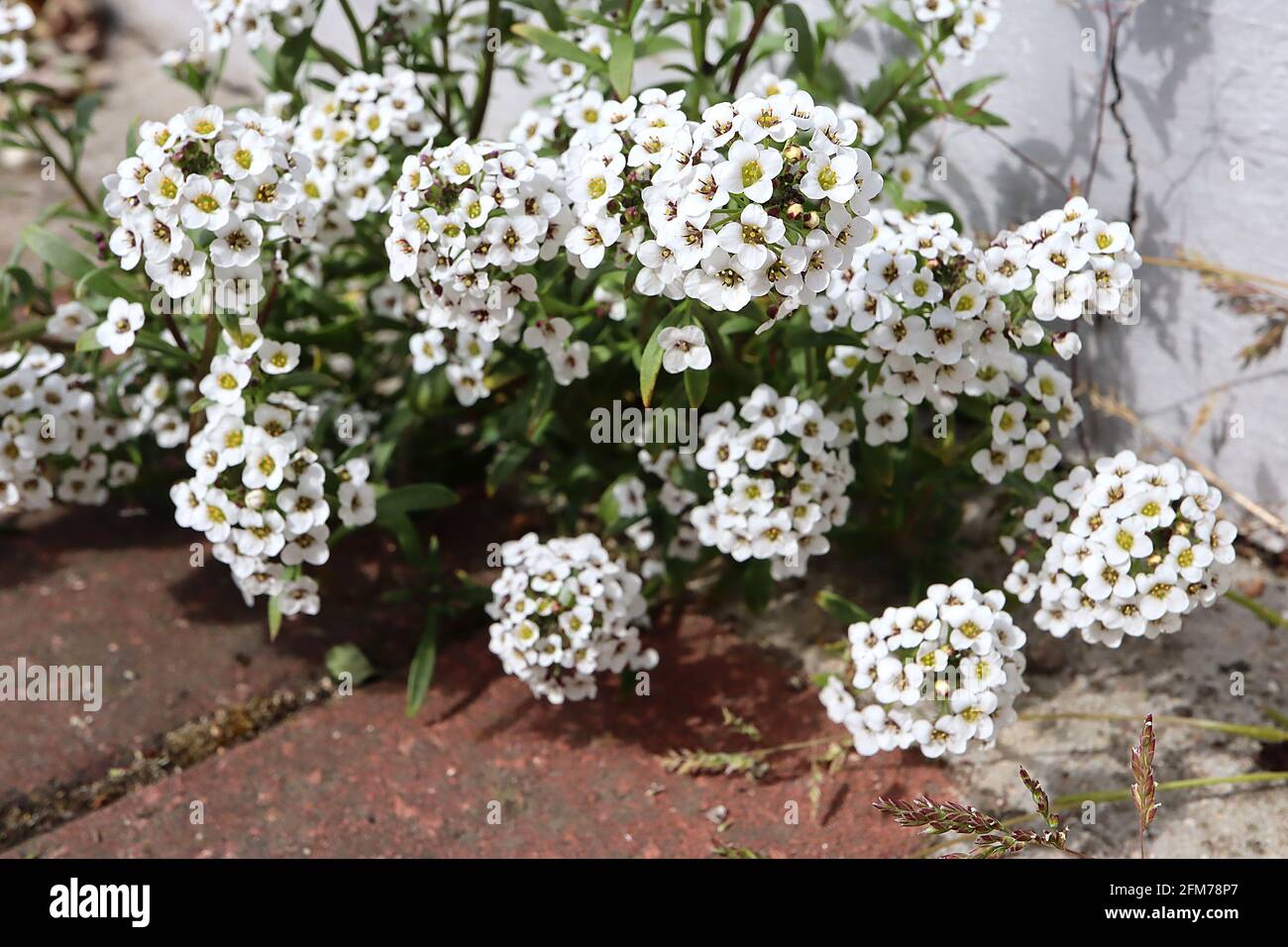 Lobularia maritima ‘Benthamii’ sweet alyssum Benthamii – domed clusters small white flowers,  May, England, UK Stock Photo