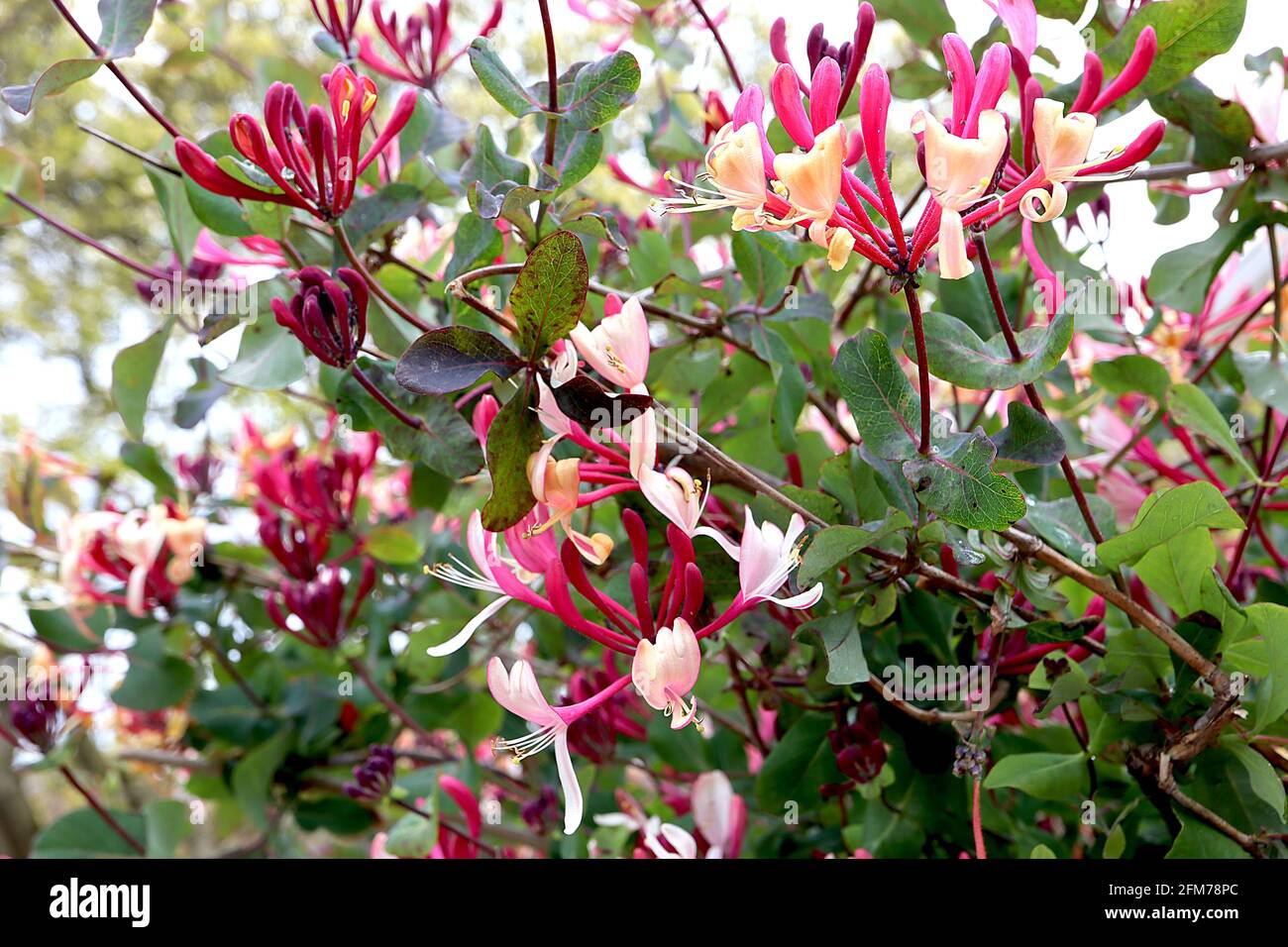 tropaeolum majus plant Tropaeolum majus Velvet Troika main image 1