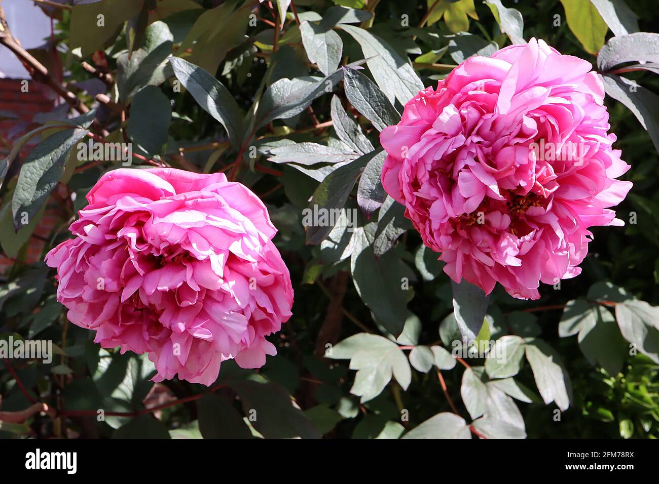 Paeonia lactiflora ‘Sarah Bernhardt’ Peony Sarah Bernhardt – enormous rose pink double flowers and large divided leaves,  May, England, UK Stock Photo